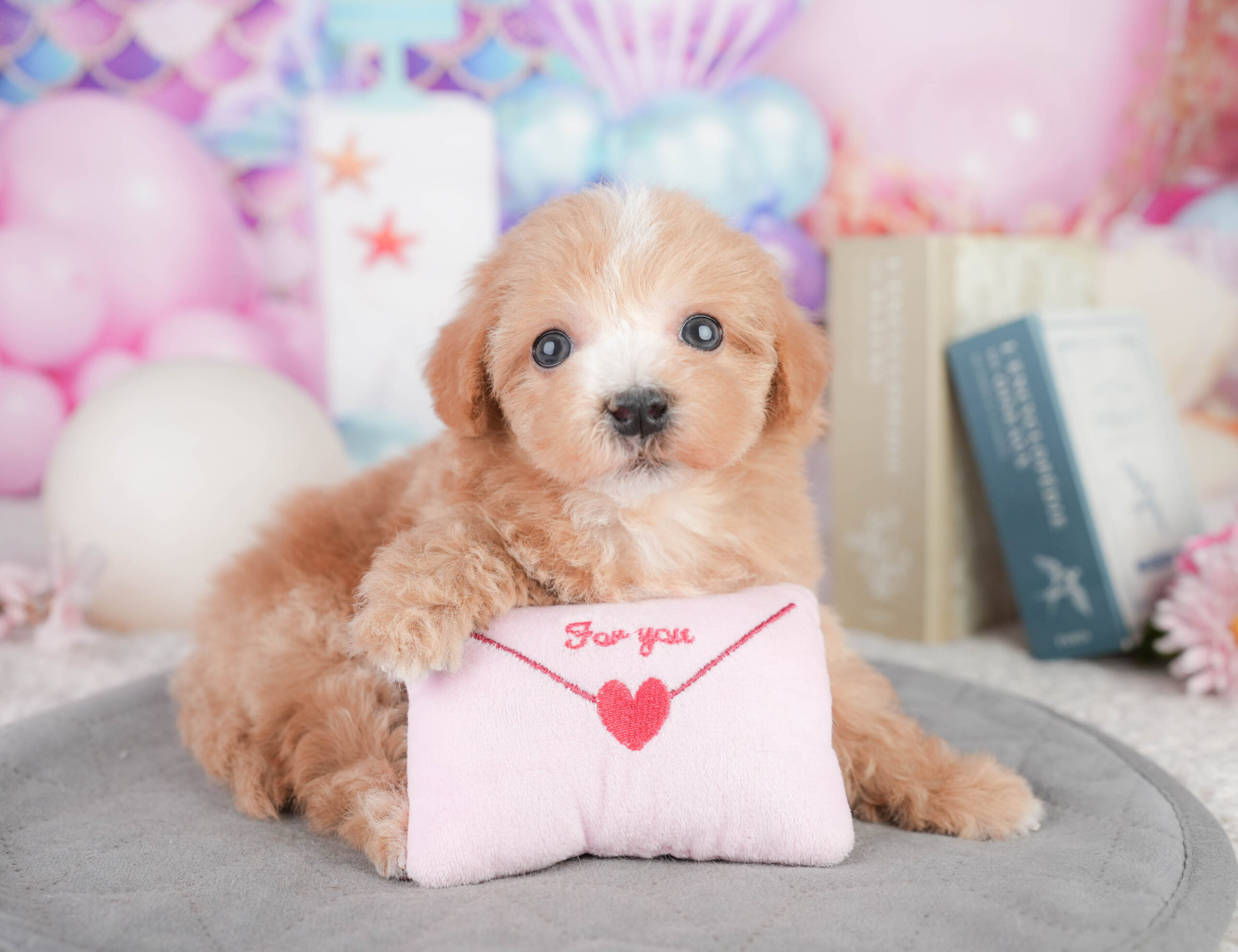 マルプー | 男の子 | レッド | 2026年1月11日