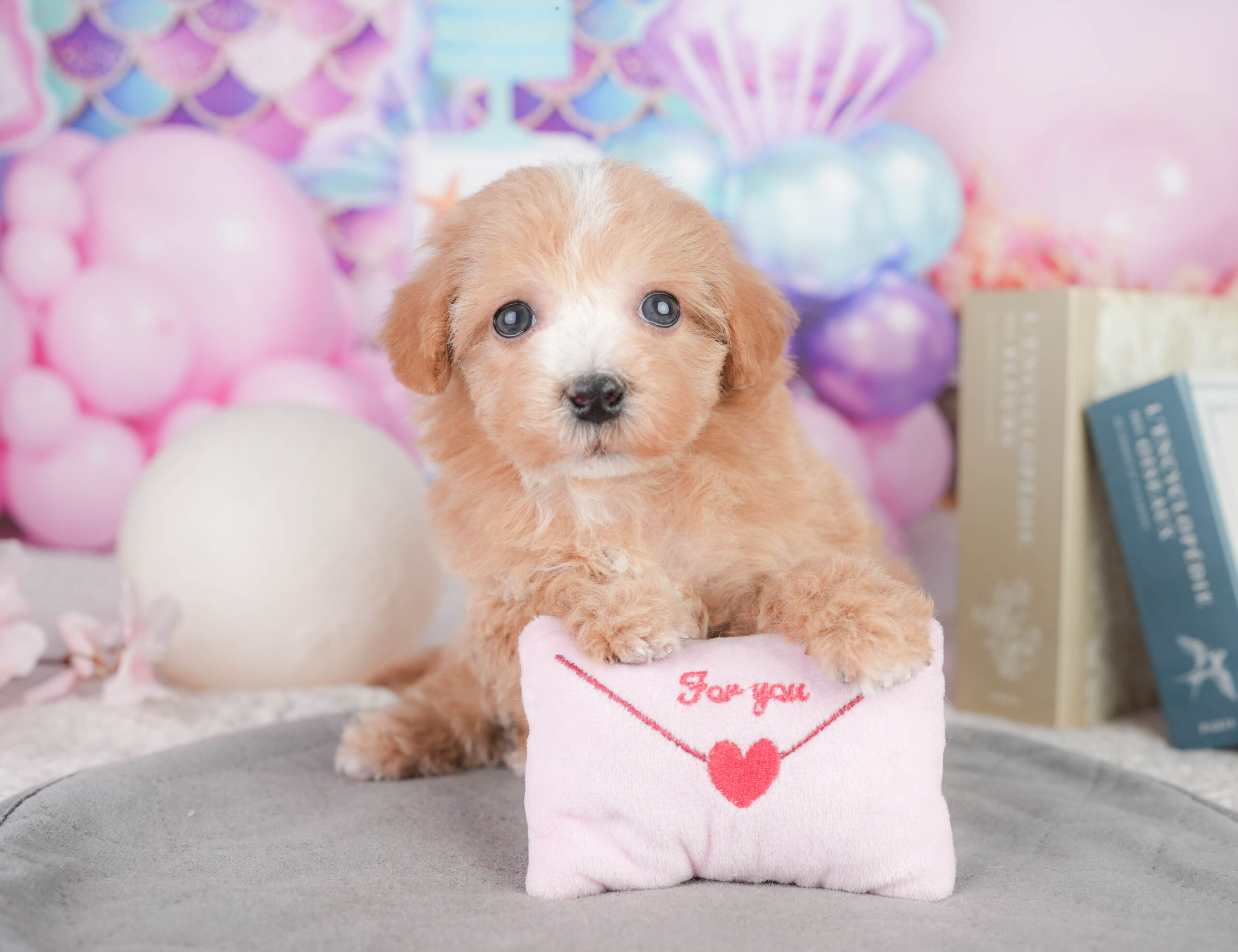 マルプー | 男の子 | レッド | 2026年1月11日