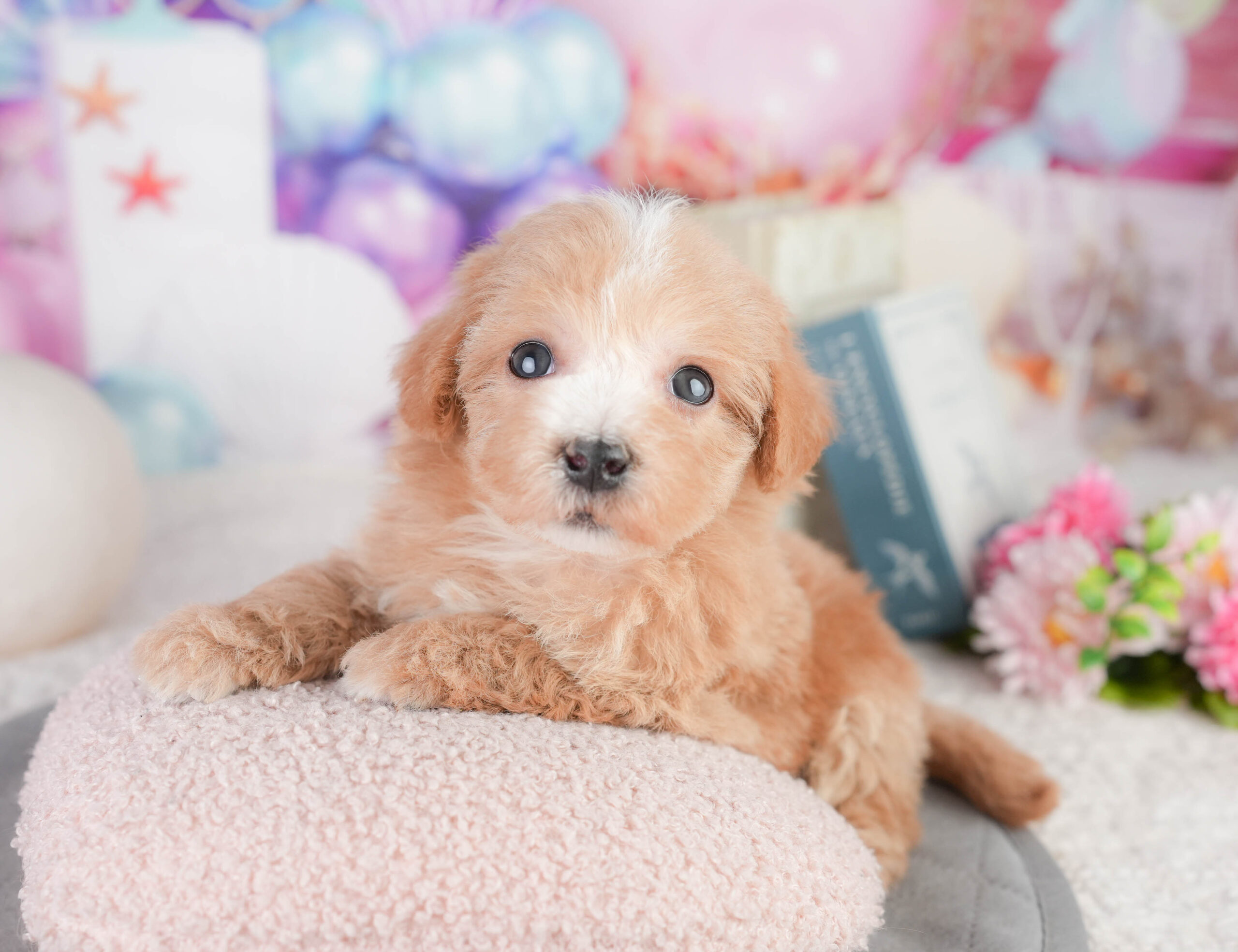 マルプー | 男の子 | レッド | 2026年1月11日