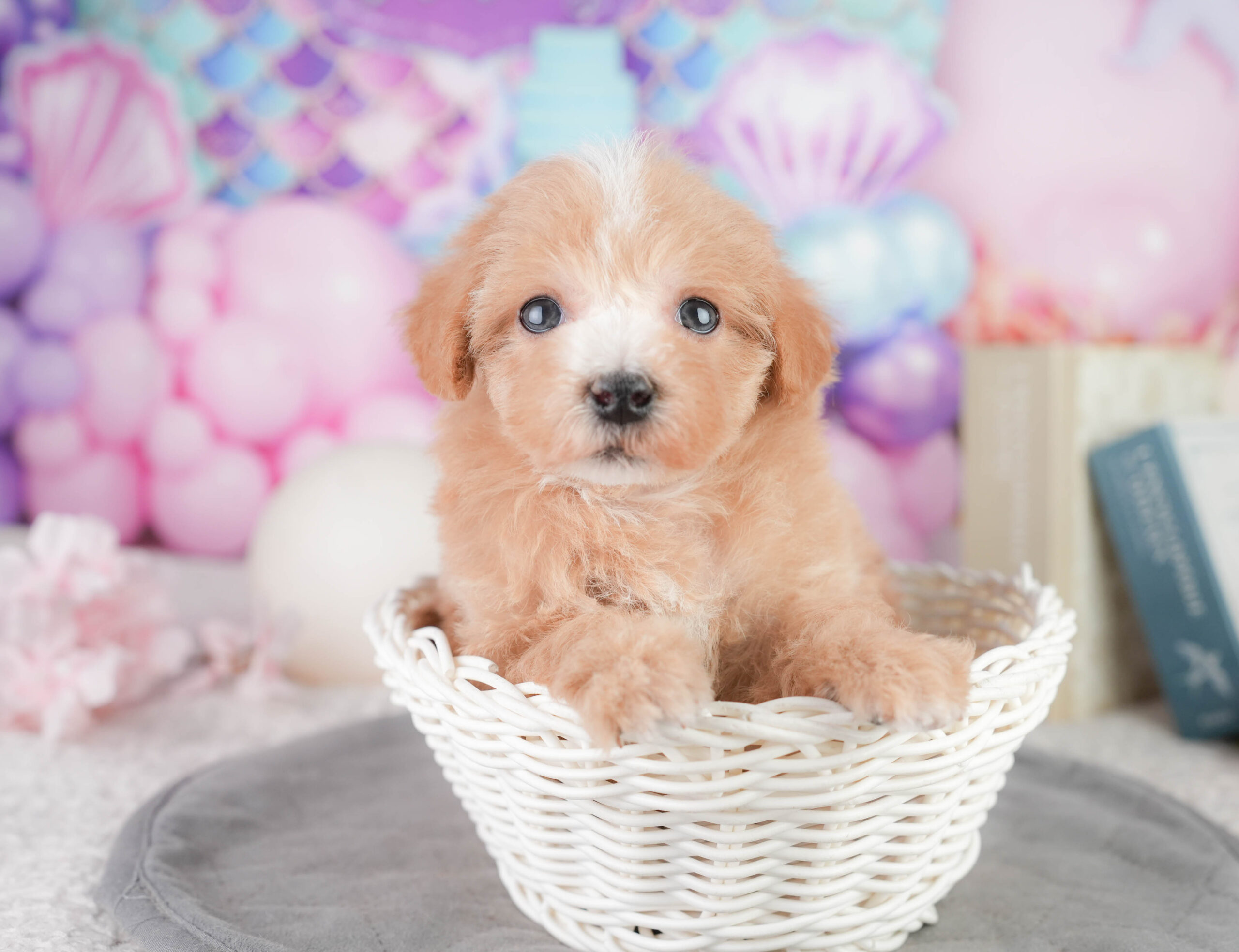 マルプー | 男の子 | レッド | 2026年1月11日