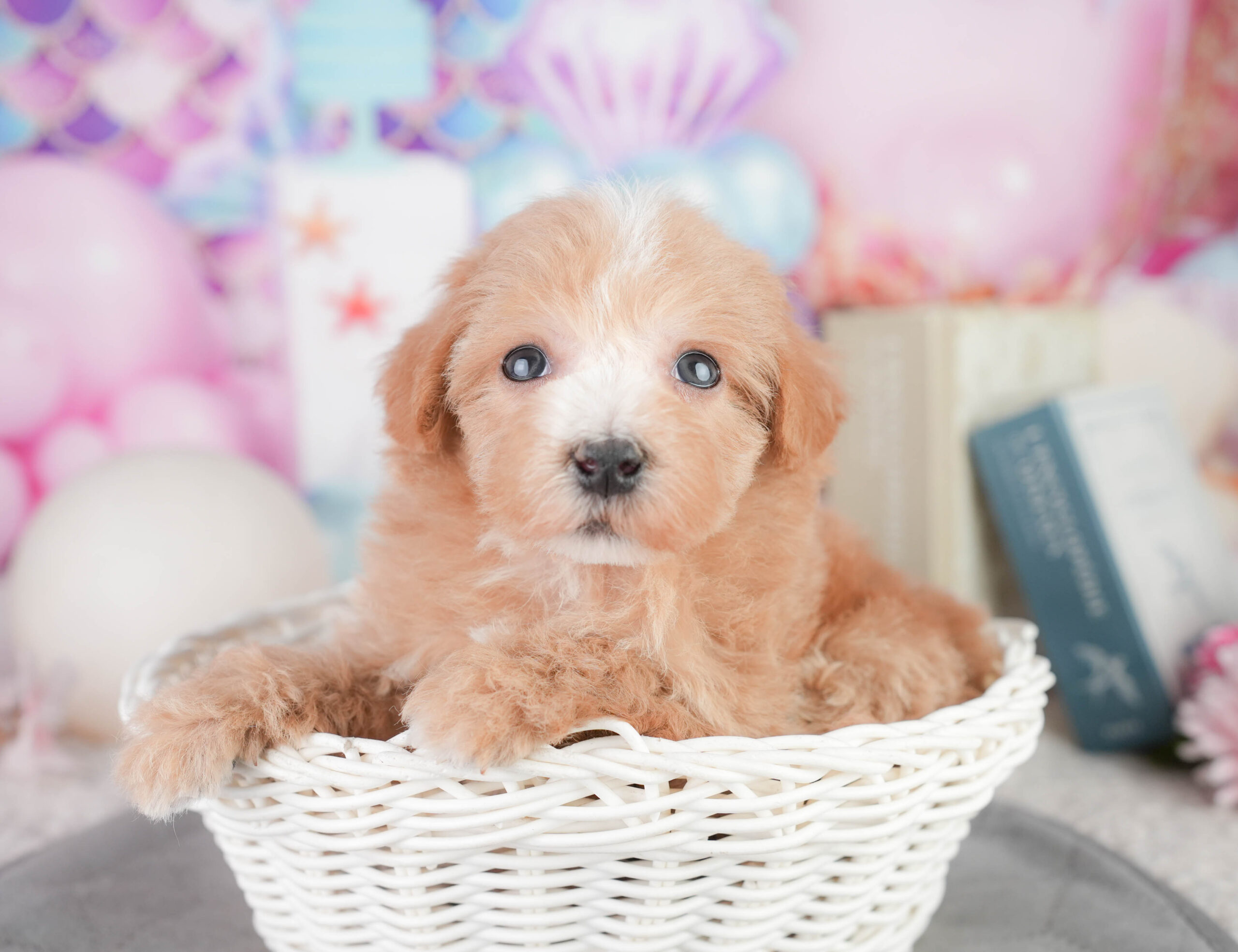 マルプー | 男の子 | レッド | 2026年1月11日