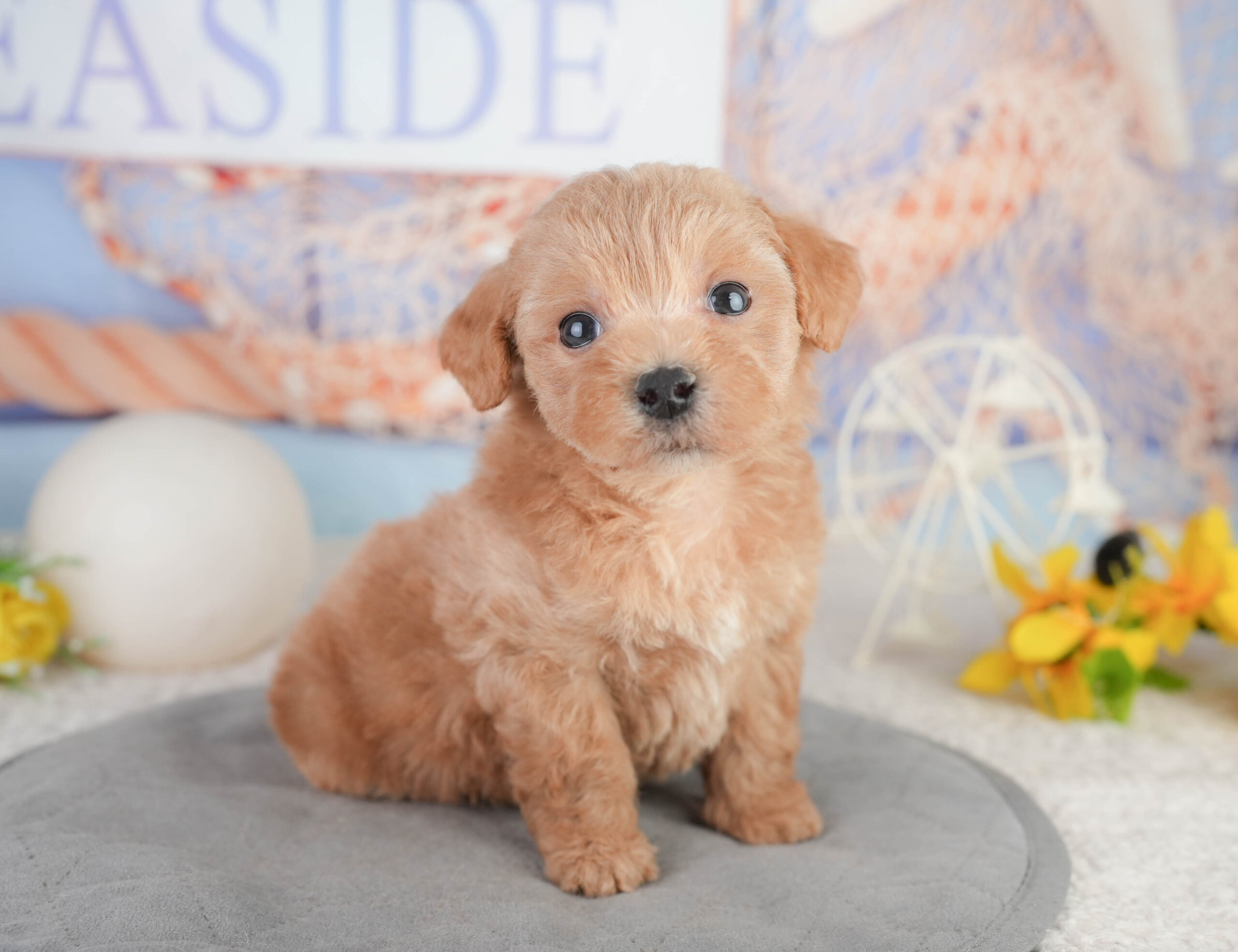 マルプー | 男の子 | レッド | 2026年1月11日