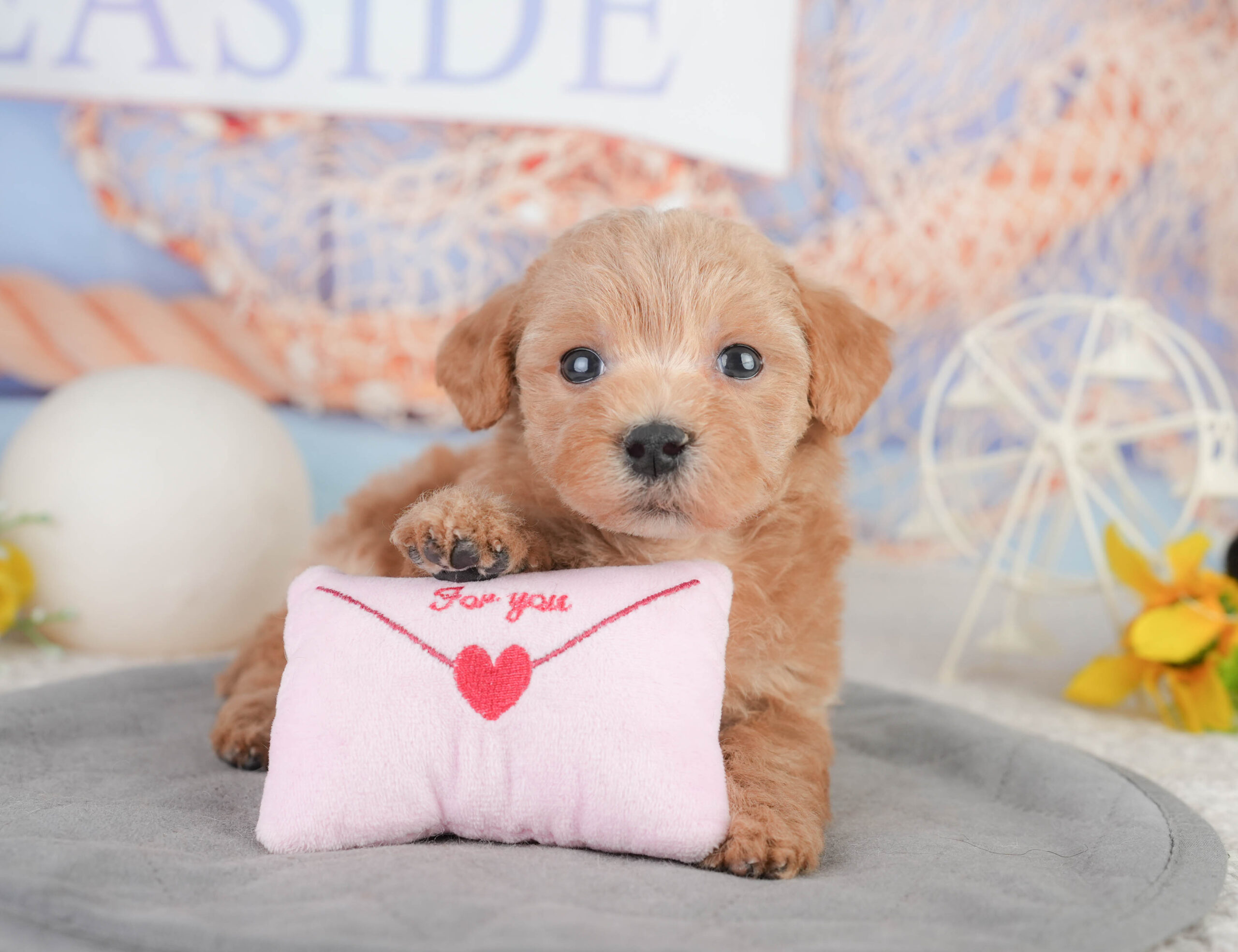 マルプー | 男の子 | レッド | 2026年1月11日