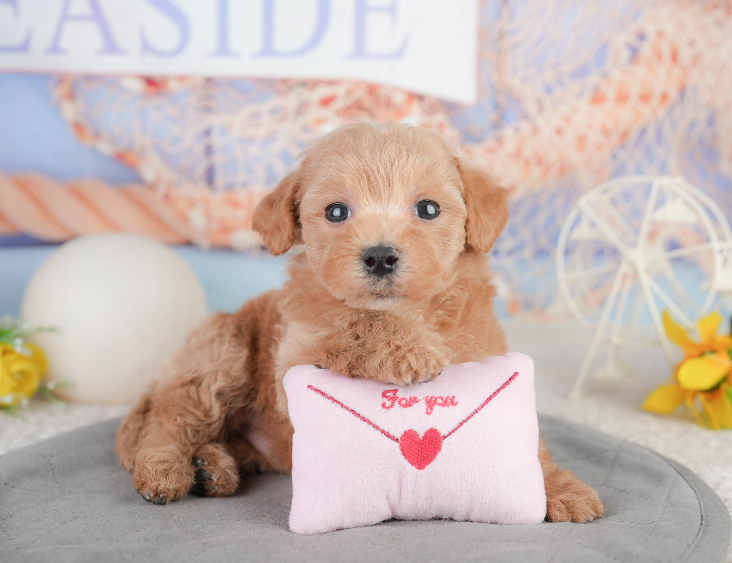 マルプー | 男の子 | レッド | 2026年1月11日