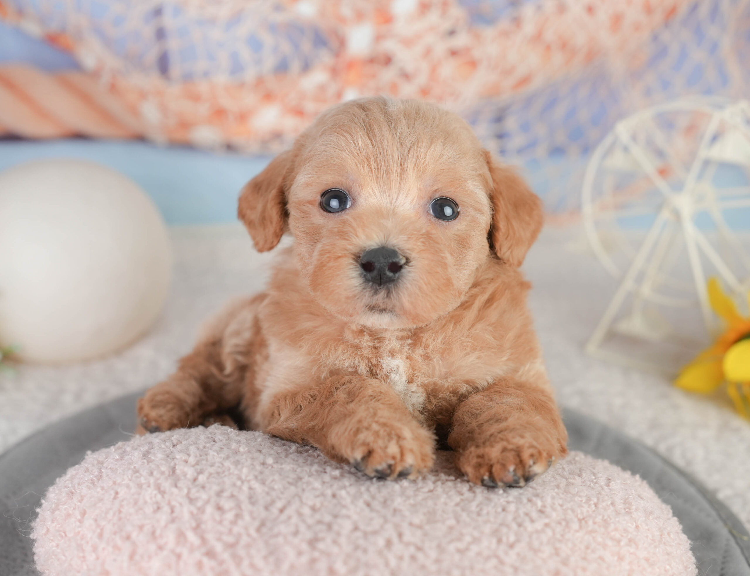 マルプー | 男の子 | レッド | 2026年1月11日