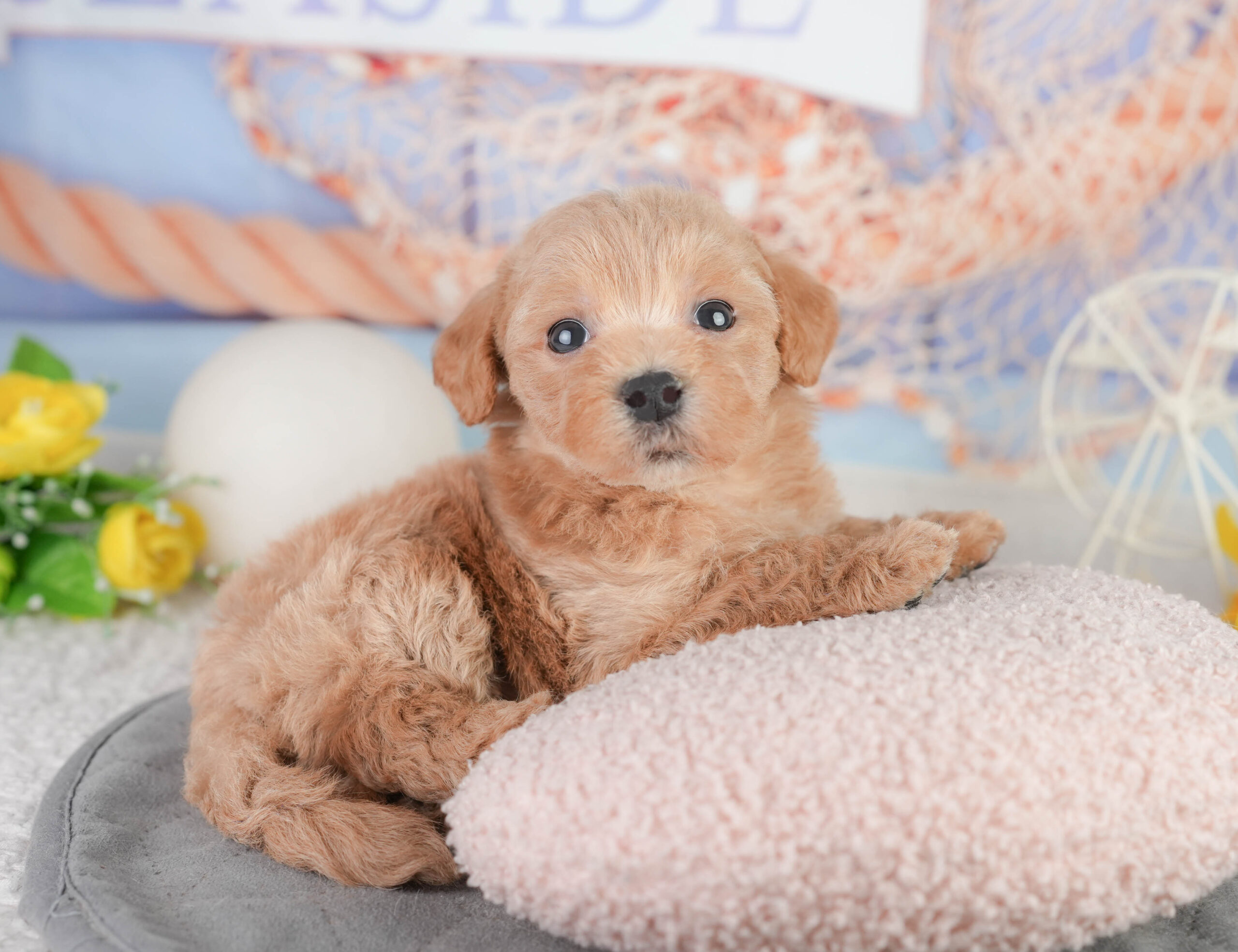 マルプー | 男の子 | レッド | 2026年1月11日