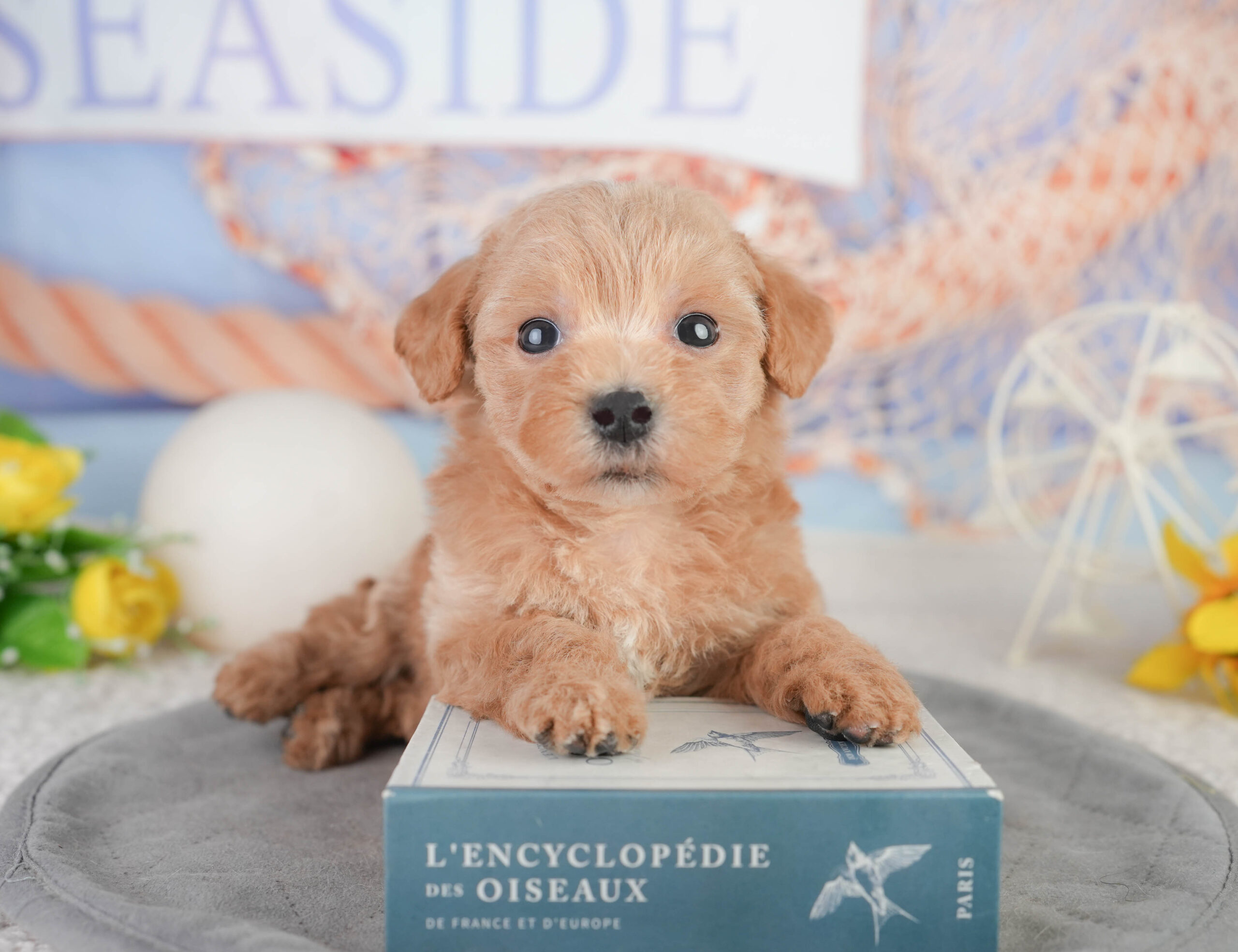 マルプー | 男の子 | レッド | 2026年1月11日