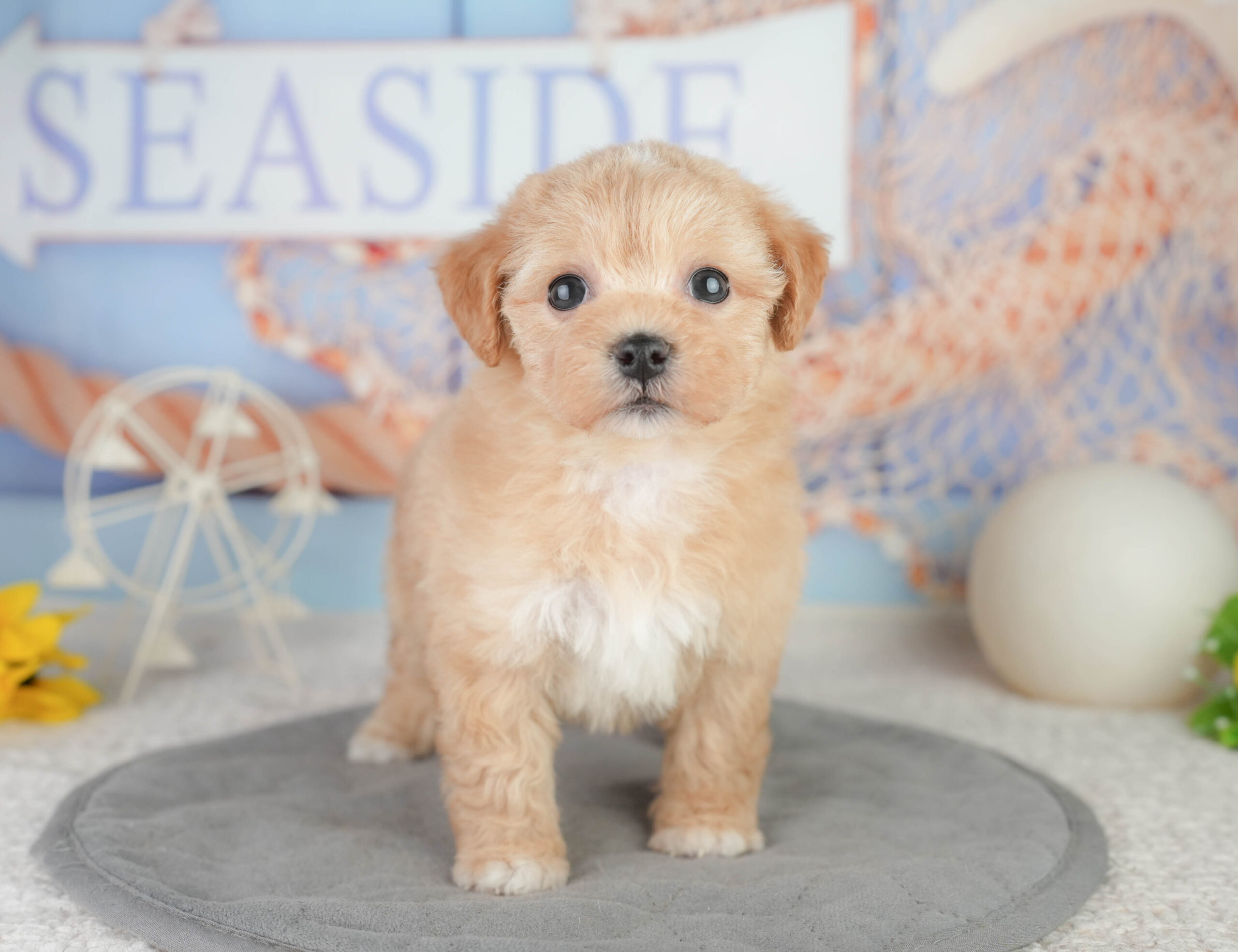 マルプー | 女の子 | レッド | 2026年1月11日