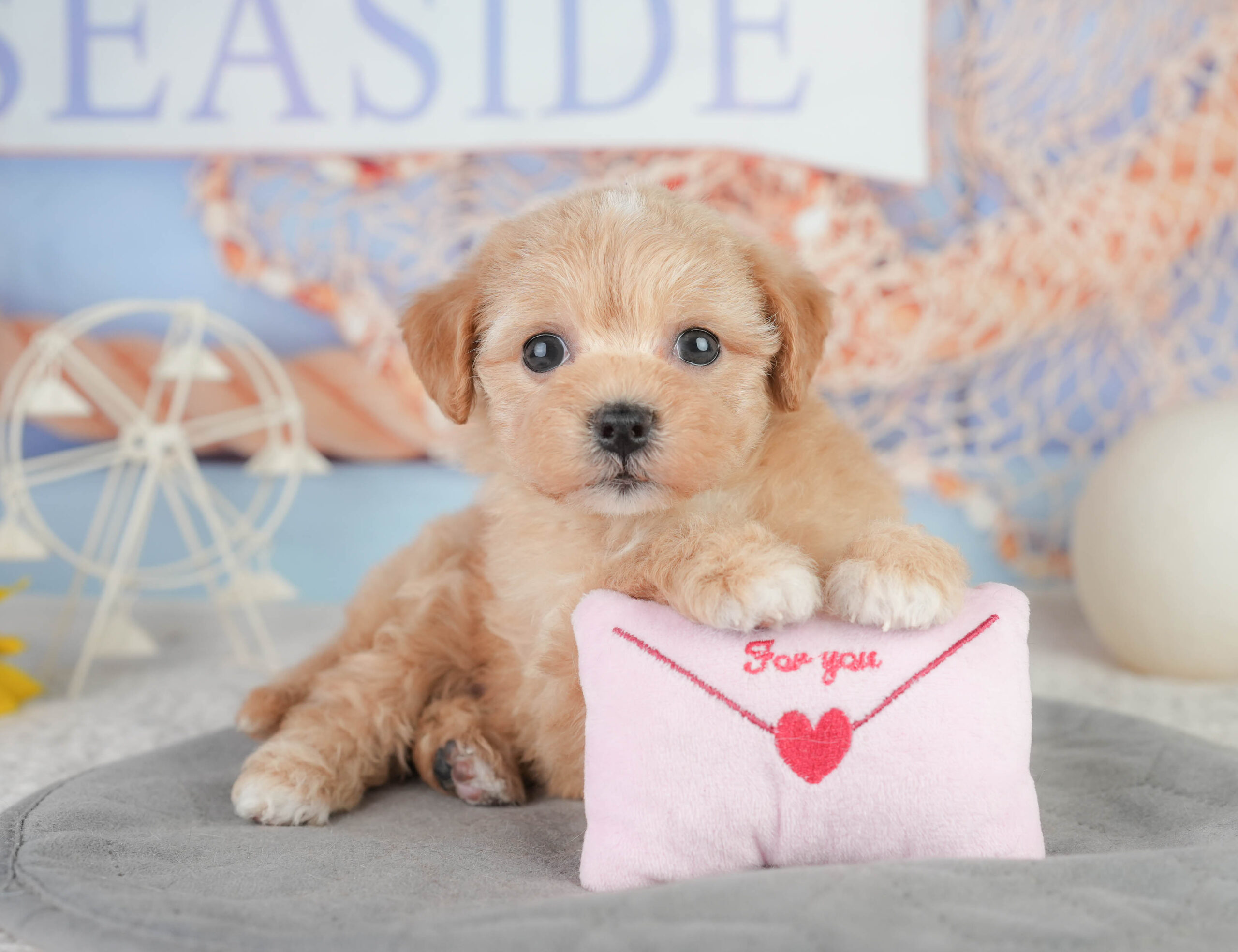 マルプー | 女の子 | レッド | 2026年1月11日