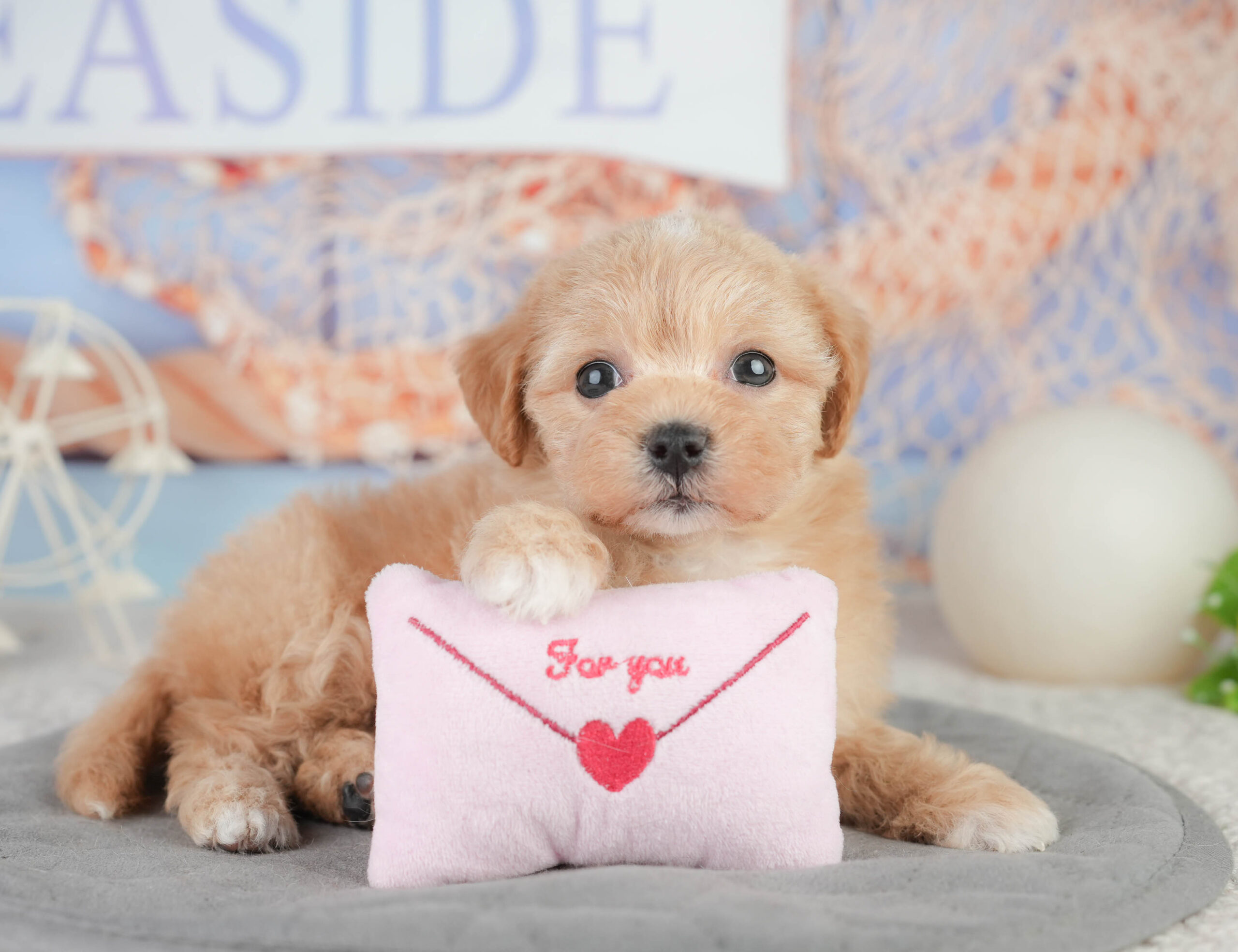 マルプー | 女の子 | レッド | 2026年1月11日