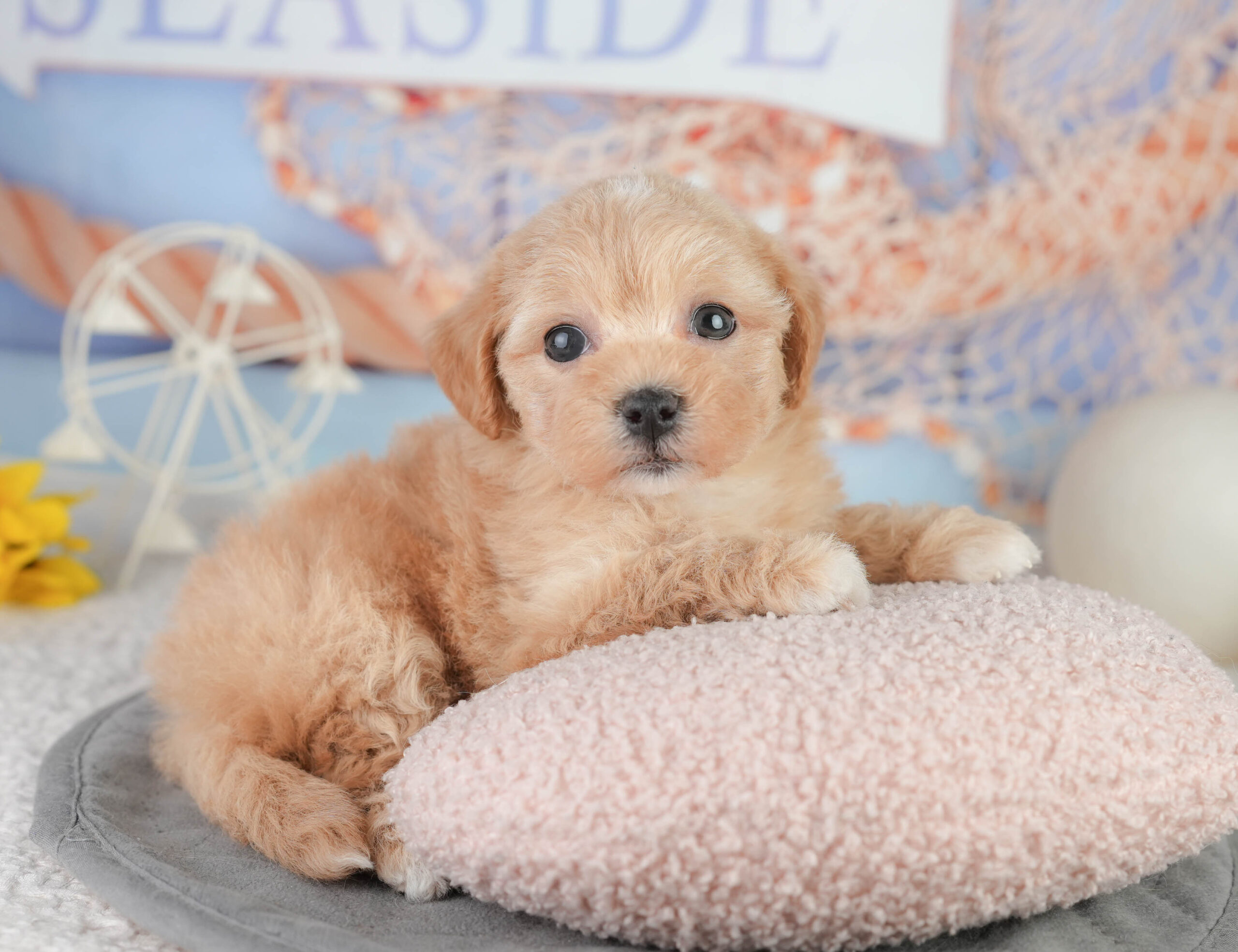 マルプー | 女の子 | レッド | 2026年1月11日