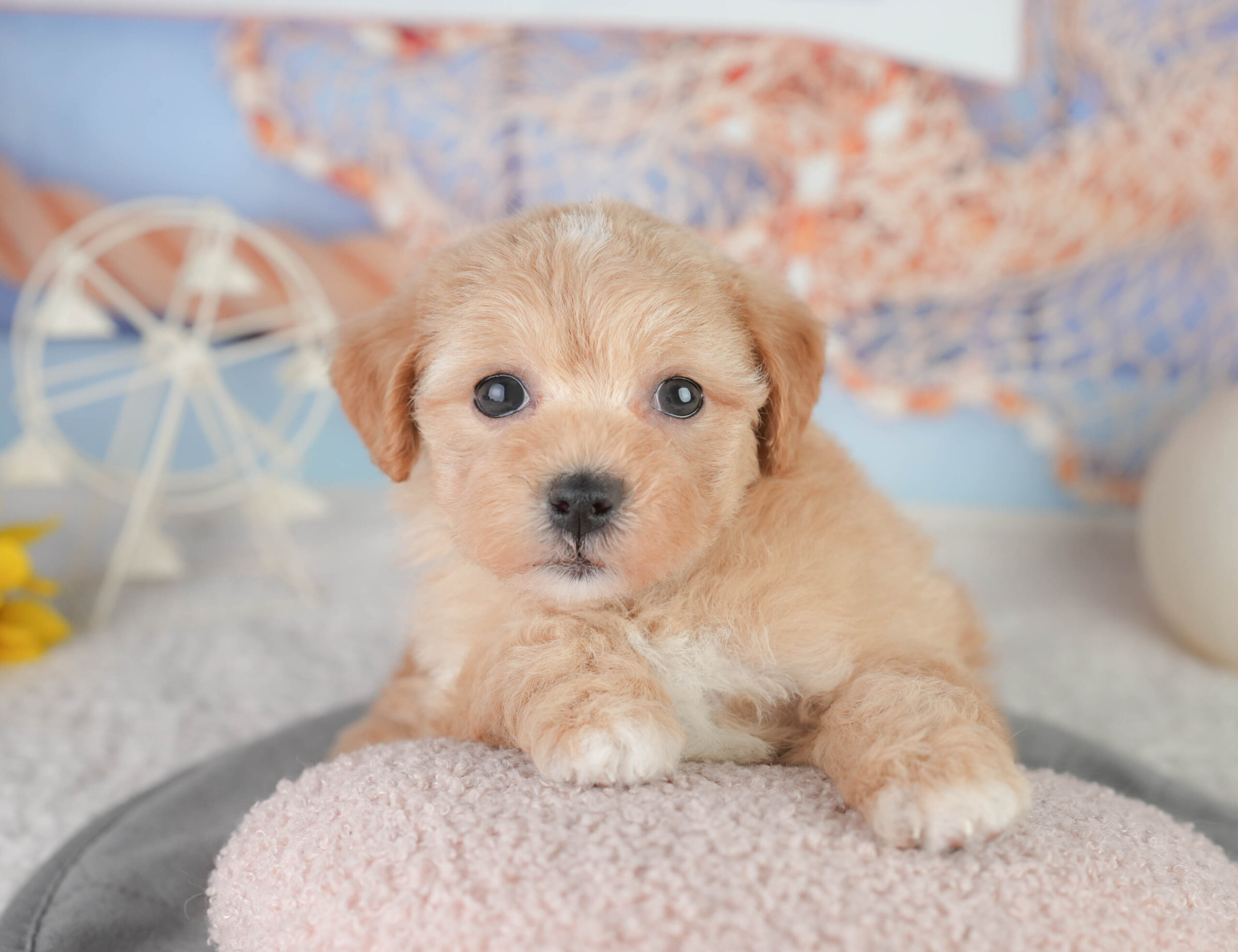 マルプー | 女の子 | レッド | 2026年1月11日