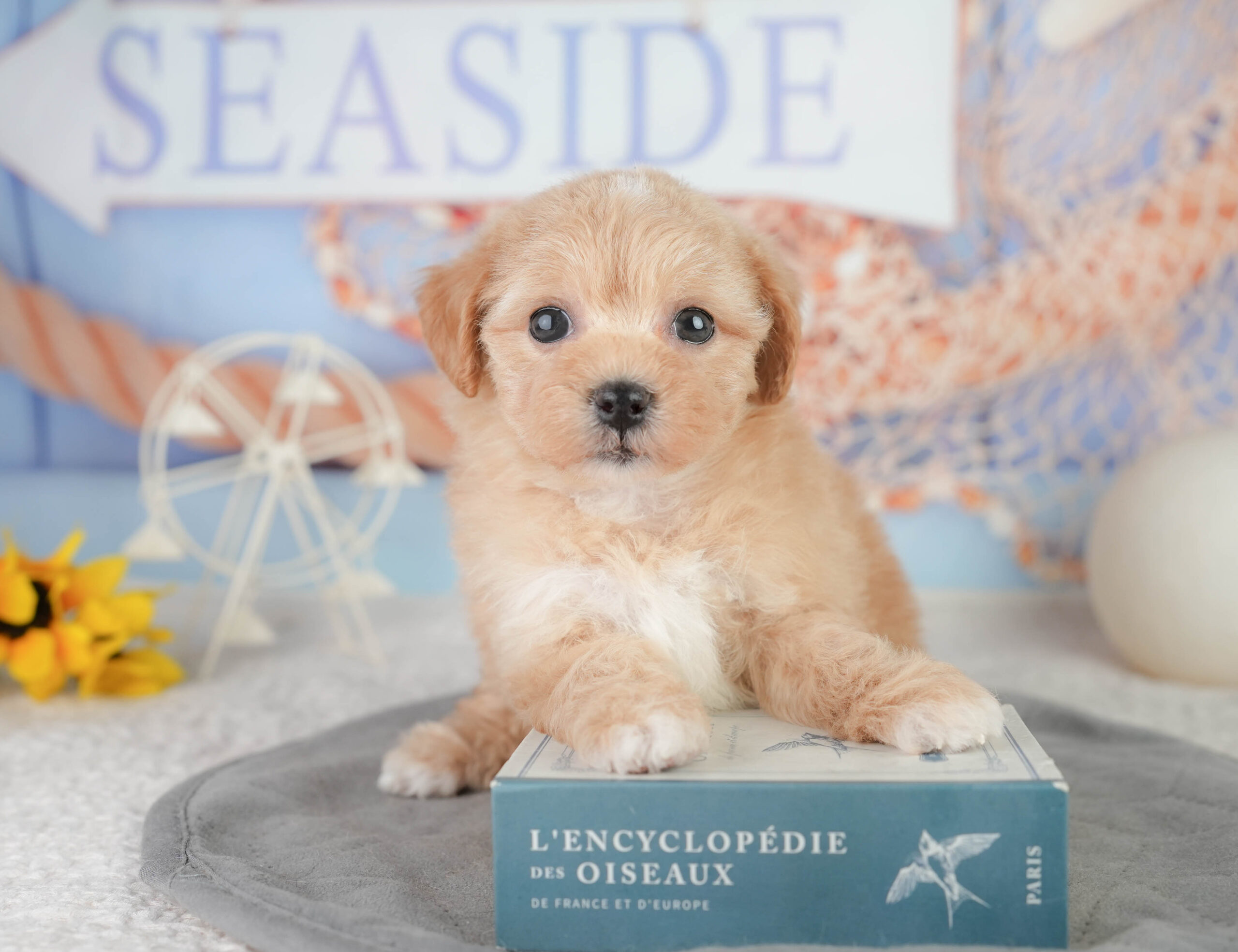 マルプー | 女の子 | レッド | 2026年1月11日