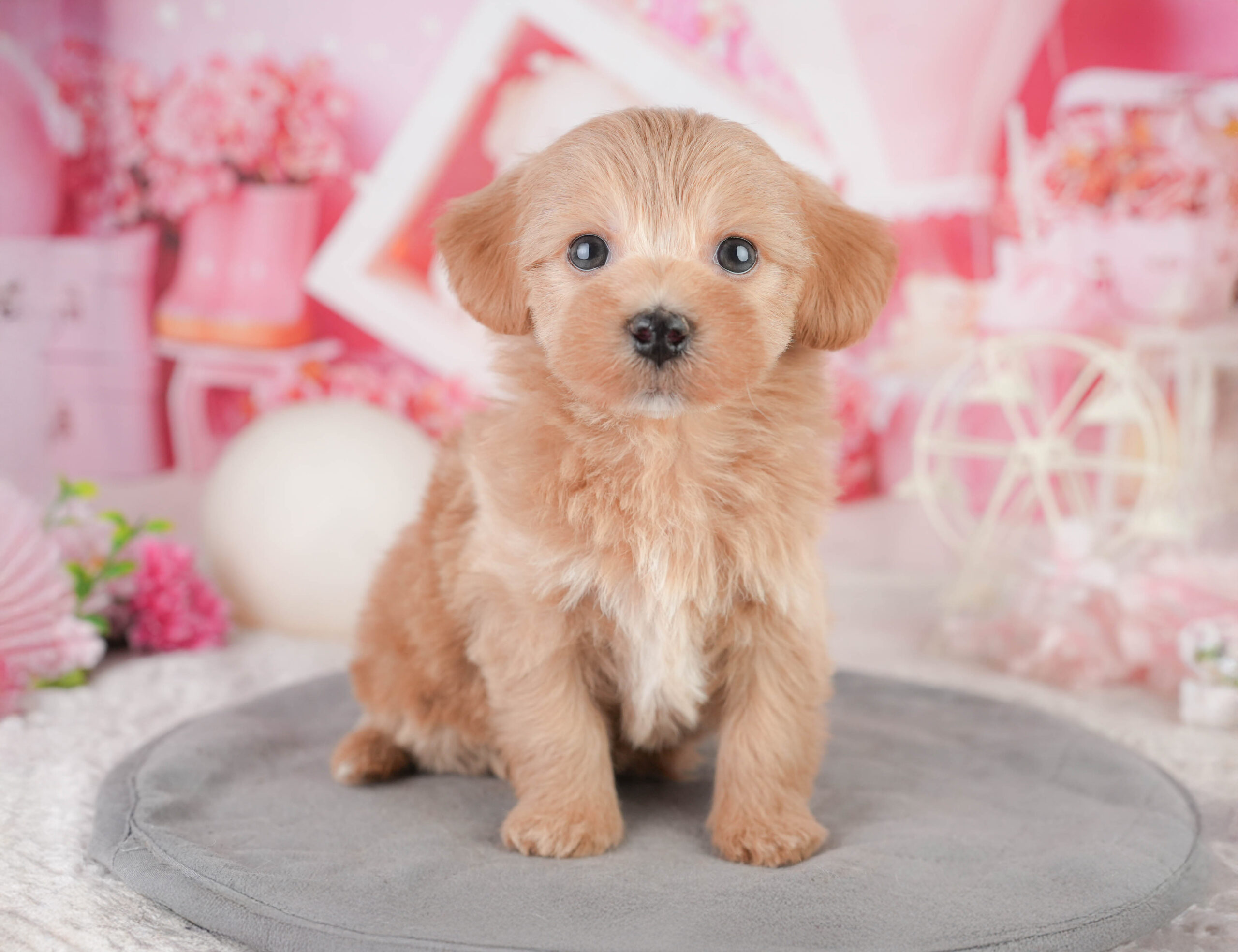 マルプー | 男の子 | レッド | 2026年1月11日