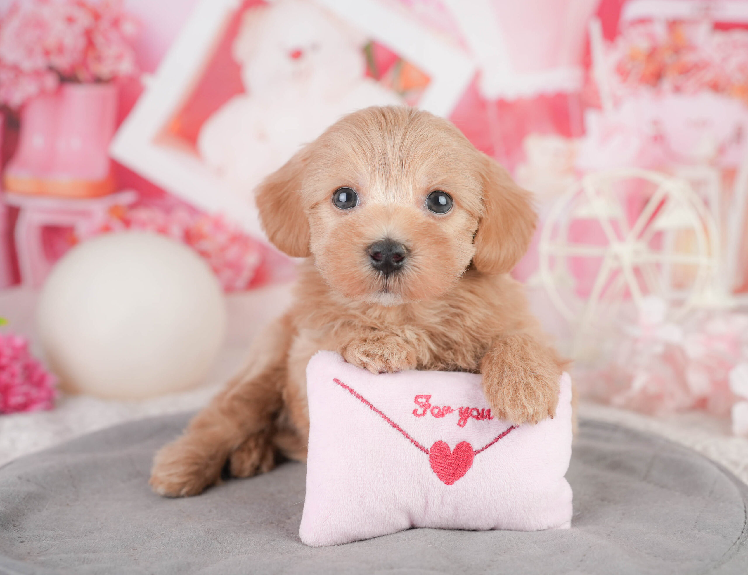 マルプー | 男の子 | レッド | 2026年1月11日