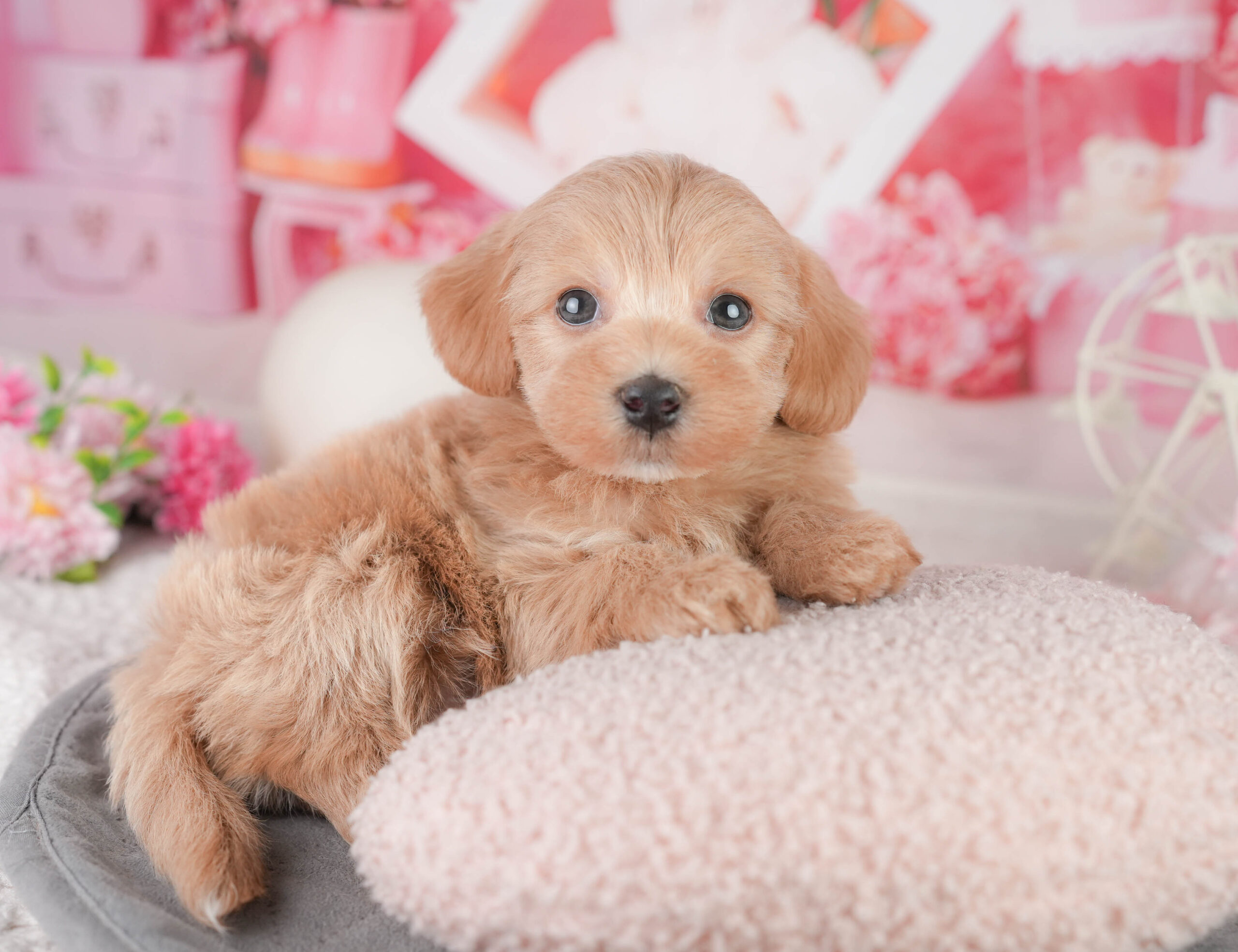 マルプー | 男の子 | レッド | 2026年1月11日