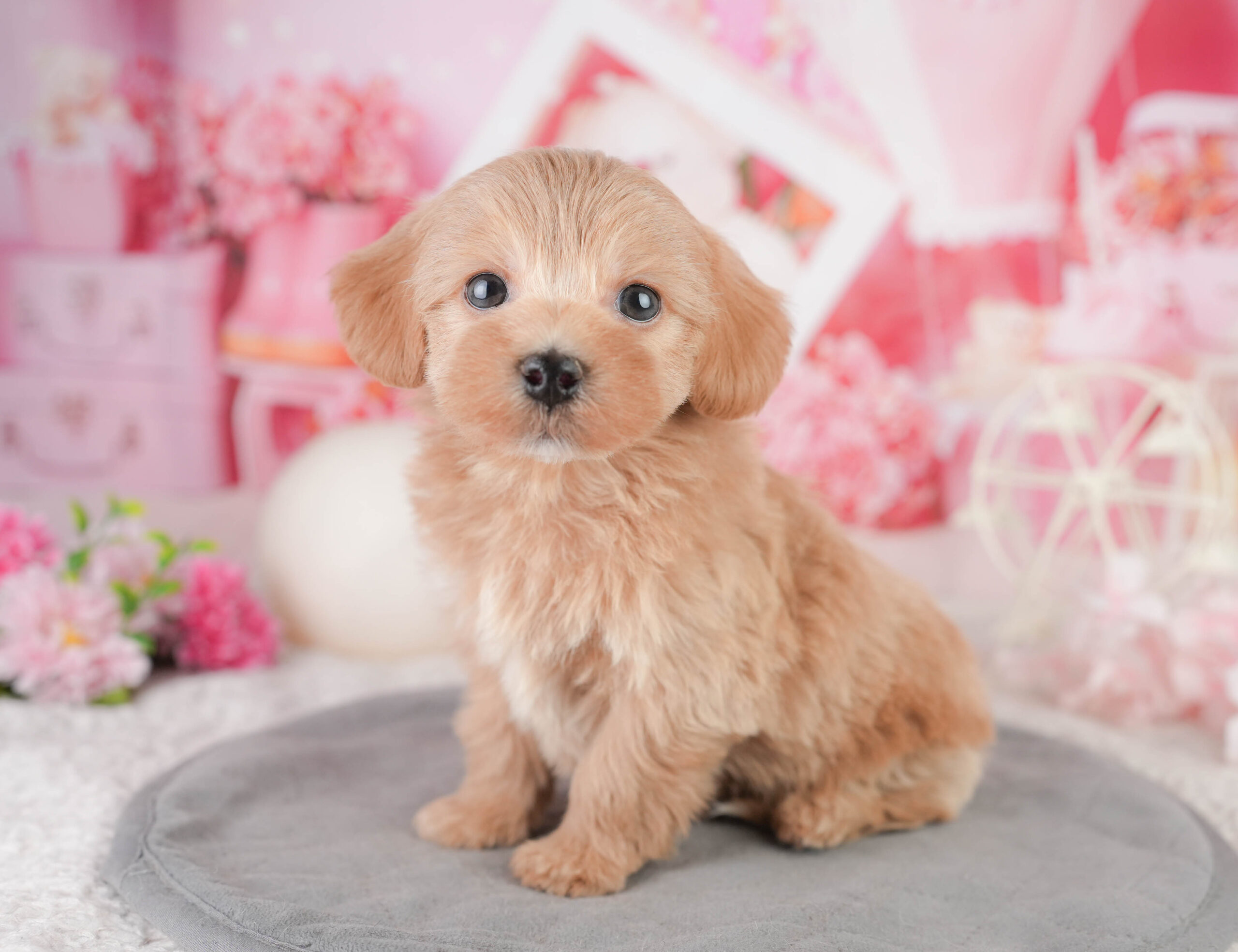 マルプー | 男の子 | レッド | 2026年1月11日