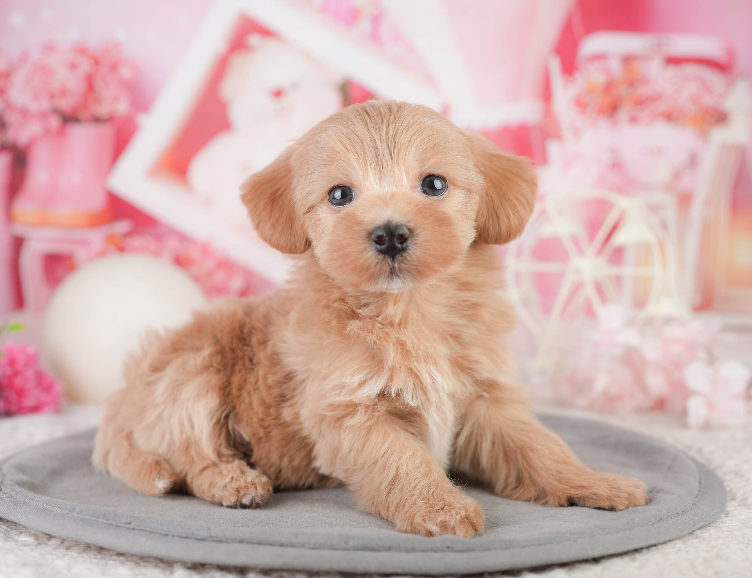 マルプー | 男の子 | レッド | 2026年1月11日