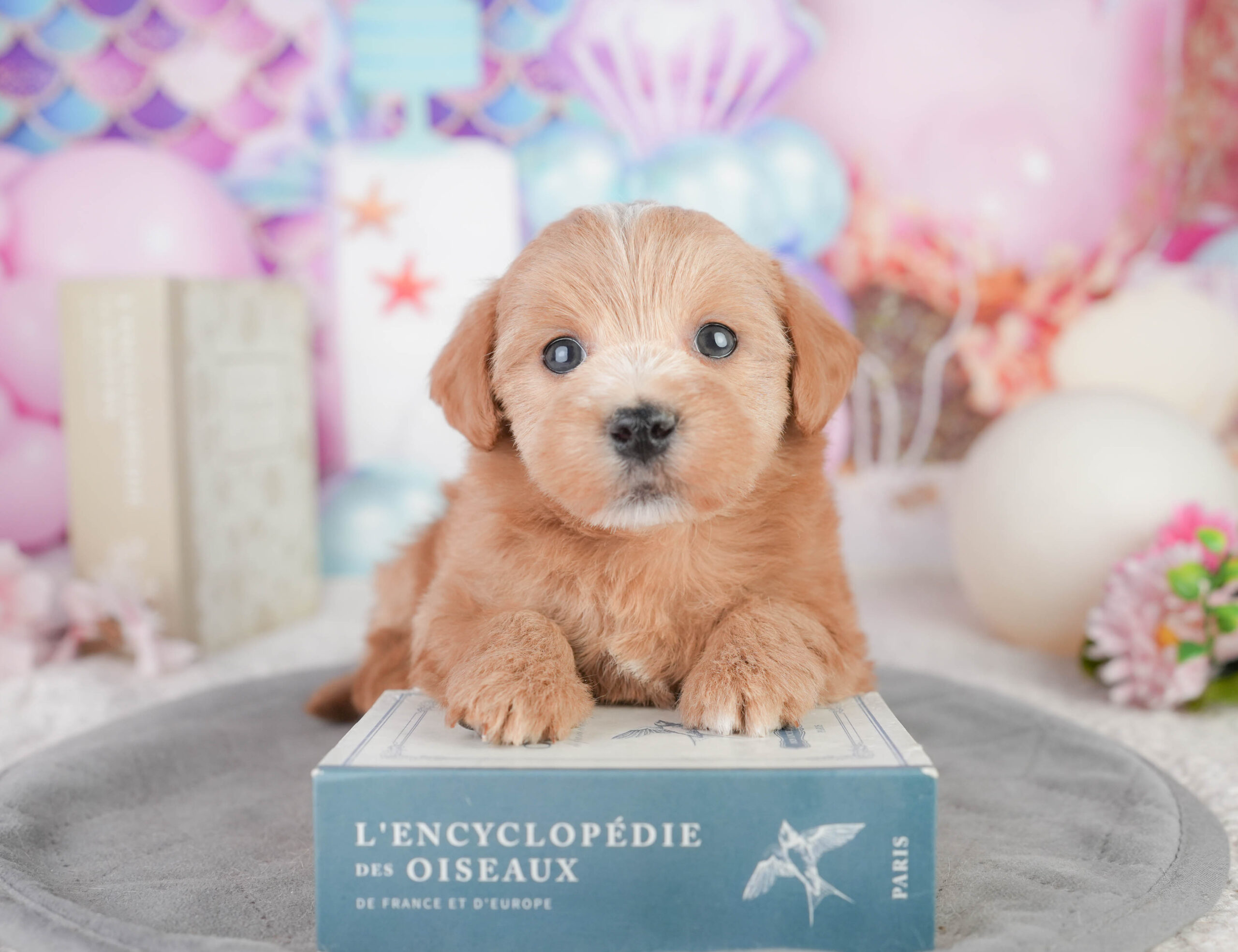 マルプー | 男の子 | レッド | 2026年1月11日