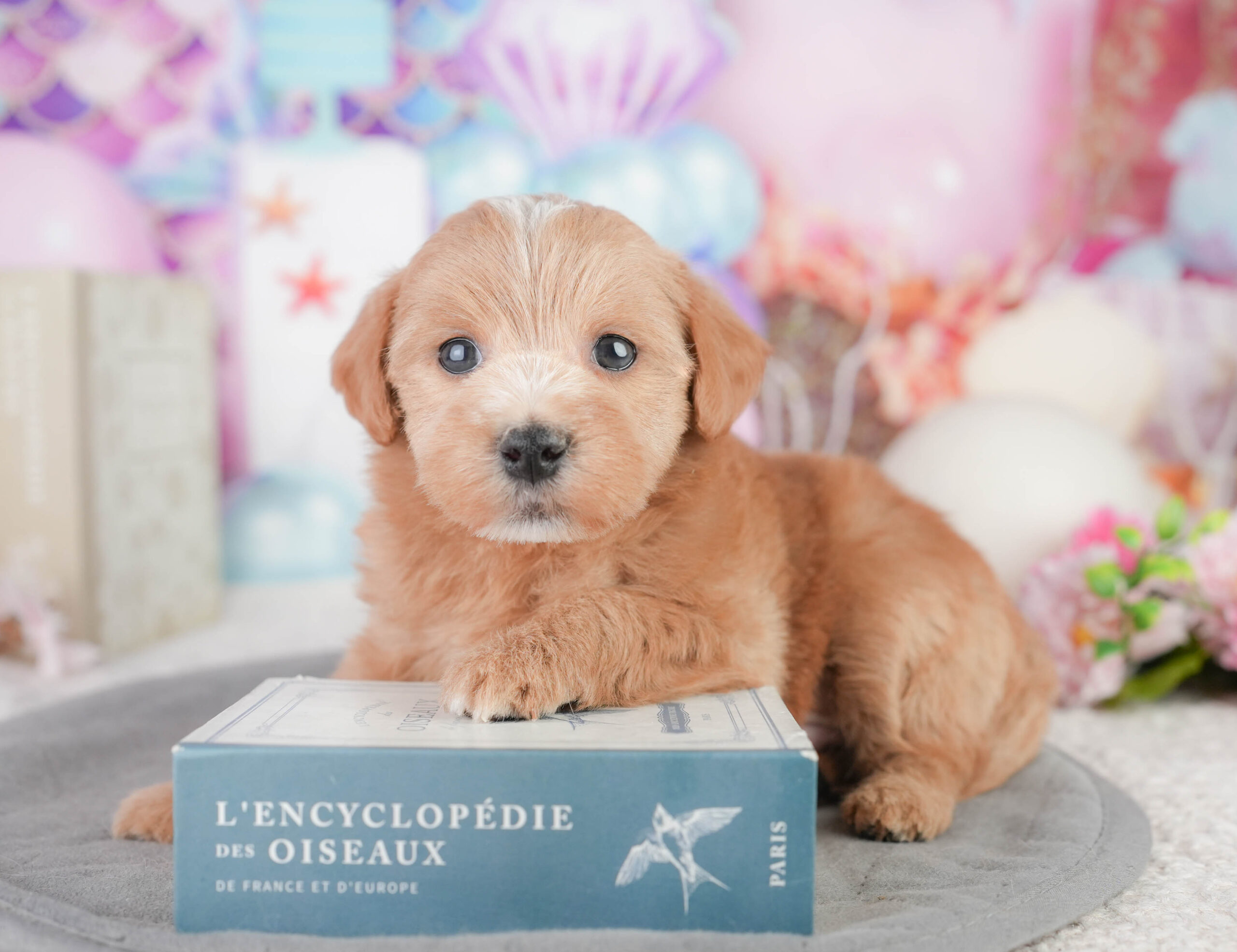 マルプー | 男の子 | レッド | 2026年1月11日