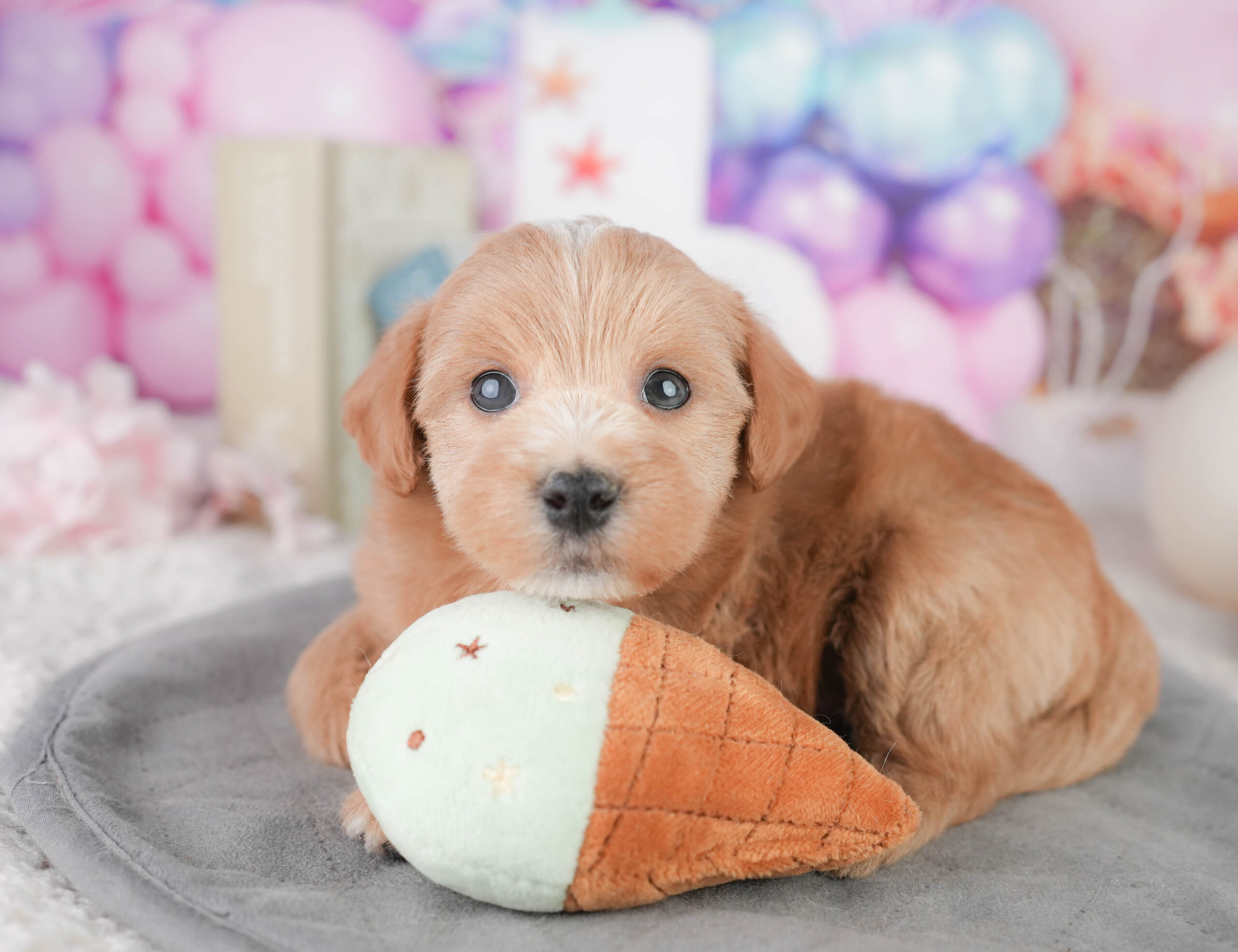 マルプー | 男の子 | レッド | 2026年1月11日