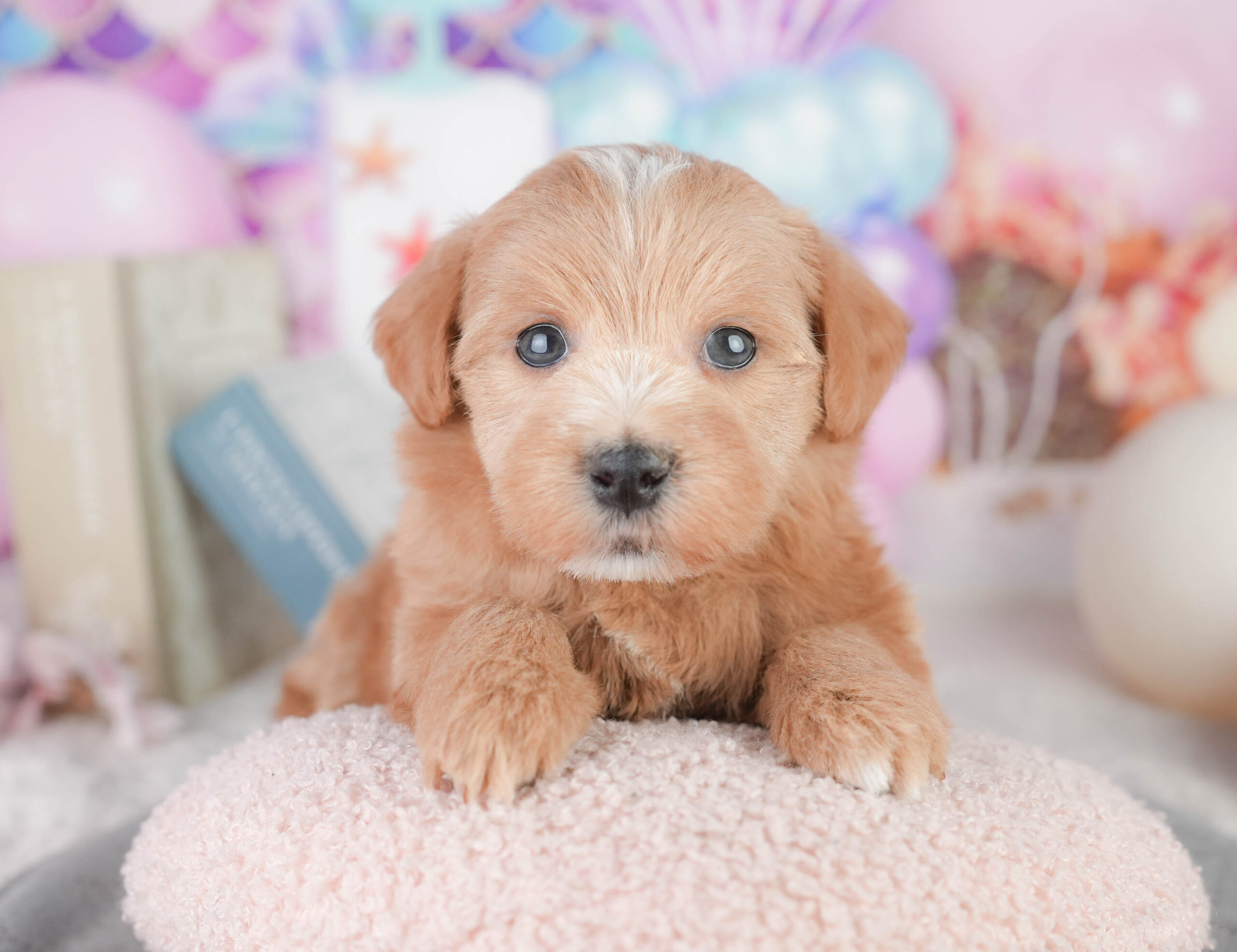 マルプー | 男の子 | レッド | 2026年1月11日