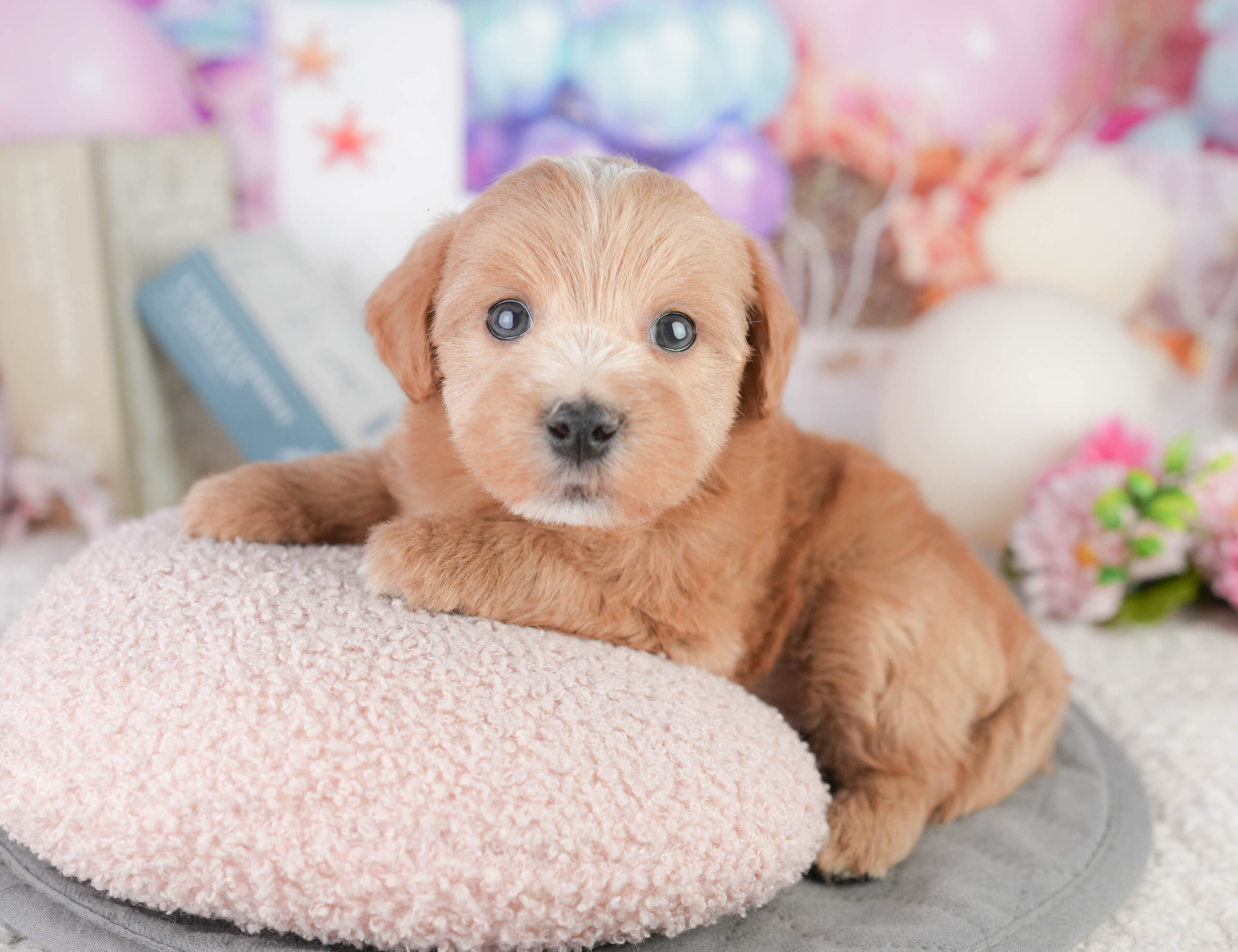 マルプー | 男の子 | レッド | 2026年1月11日