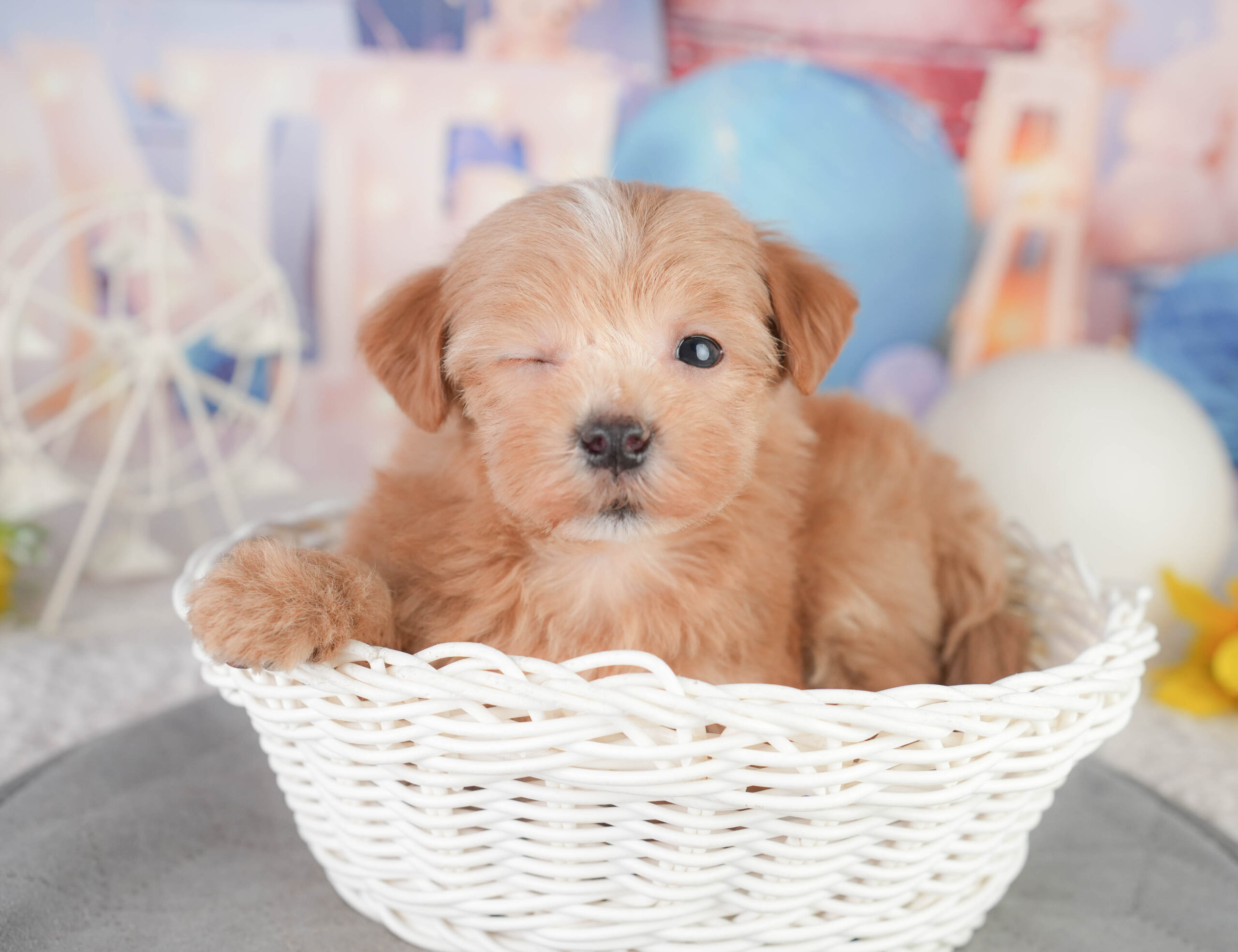 マルプー | 女の子 | レッド | 2026年1月11日