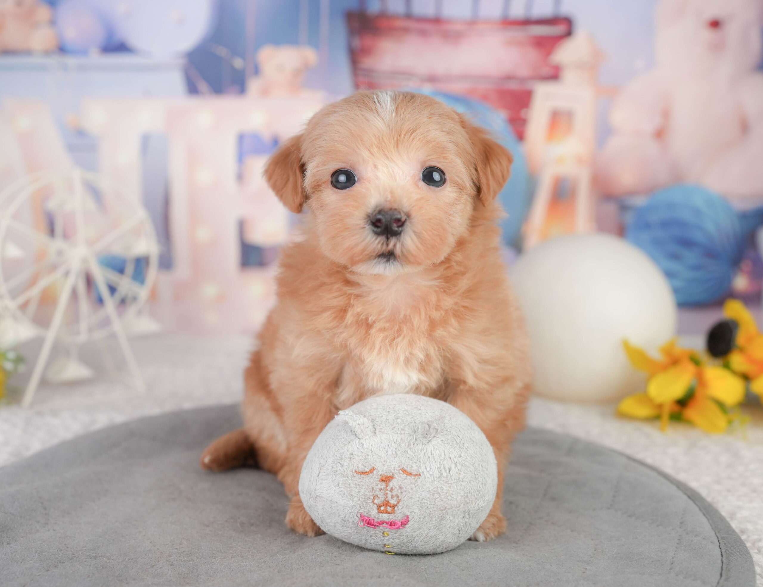 マルプー | 女の子 | レッド | 2026年1月11日