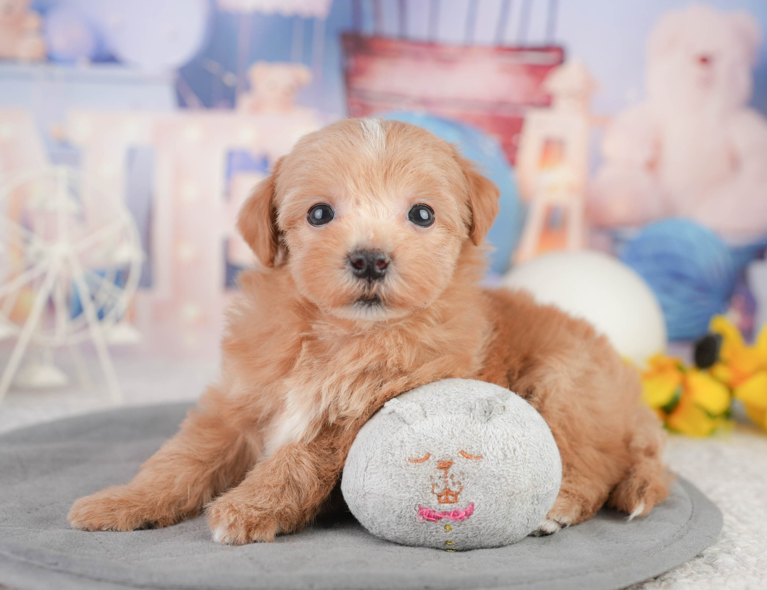 マルプー | 女の子 | レッド | 2026年1月11日