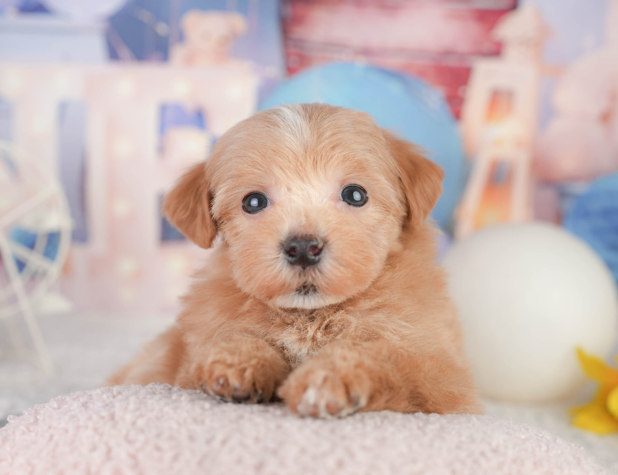 マルプー | 女の子 | レッド | 2026年1月11日