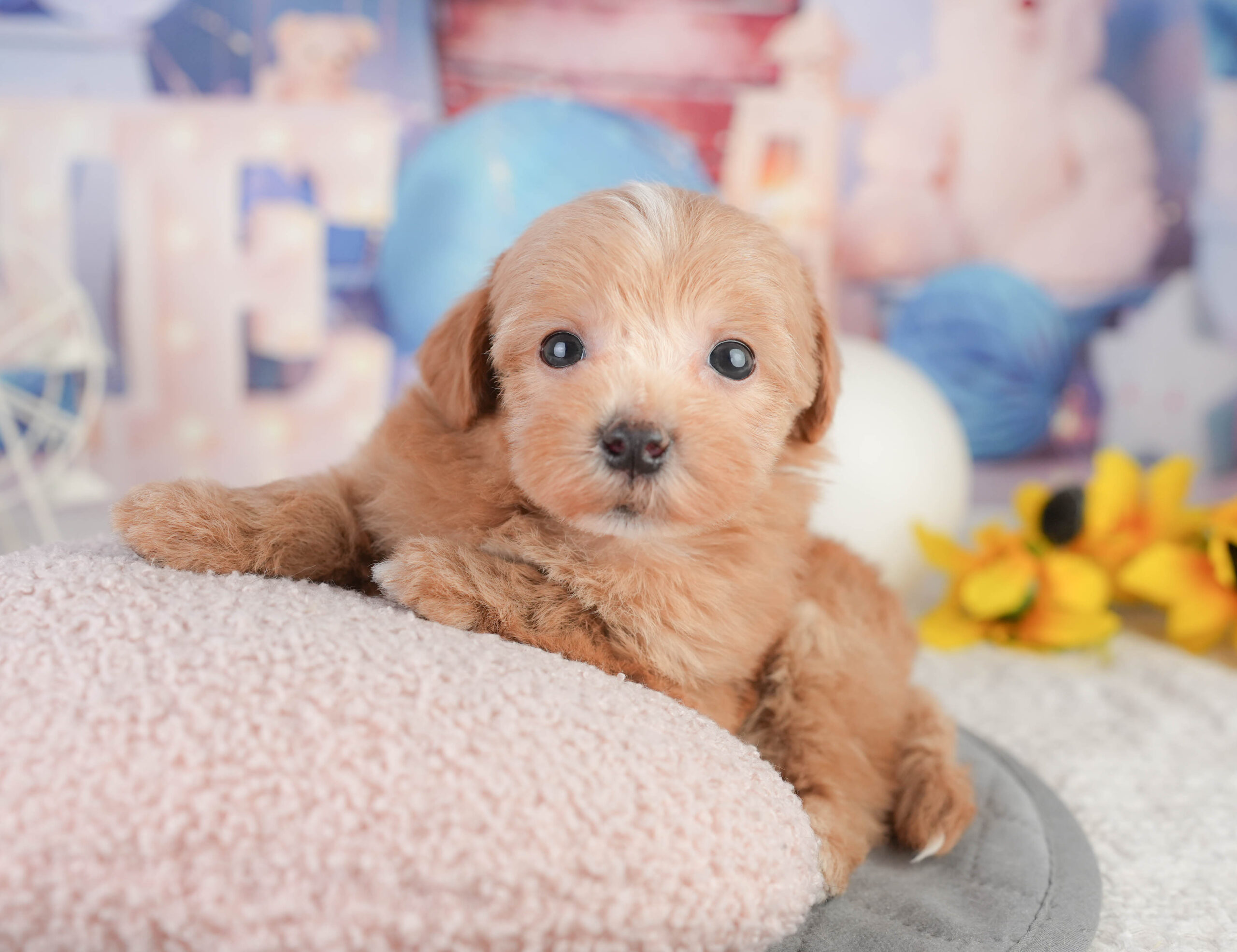 マルプー | 女の子 | レッド | 2026年1月11日