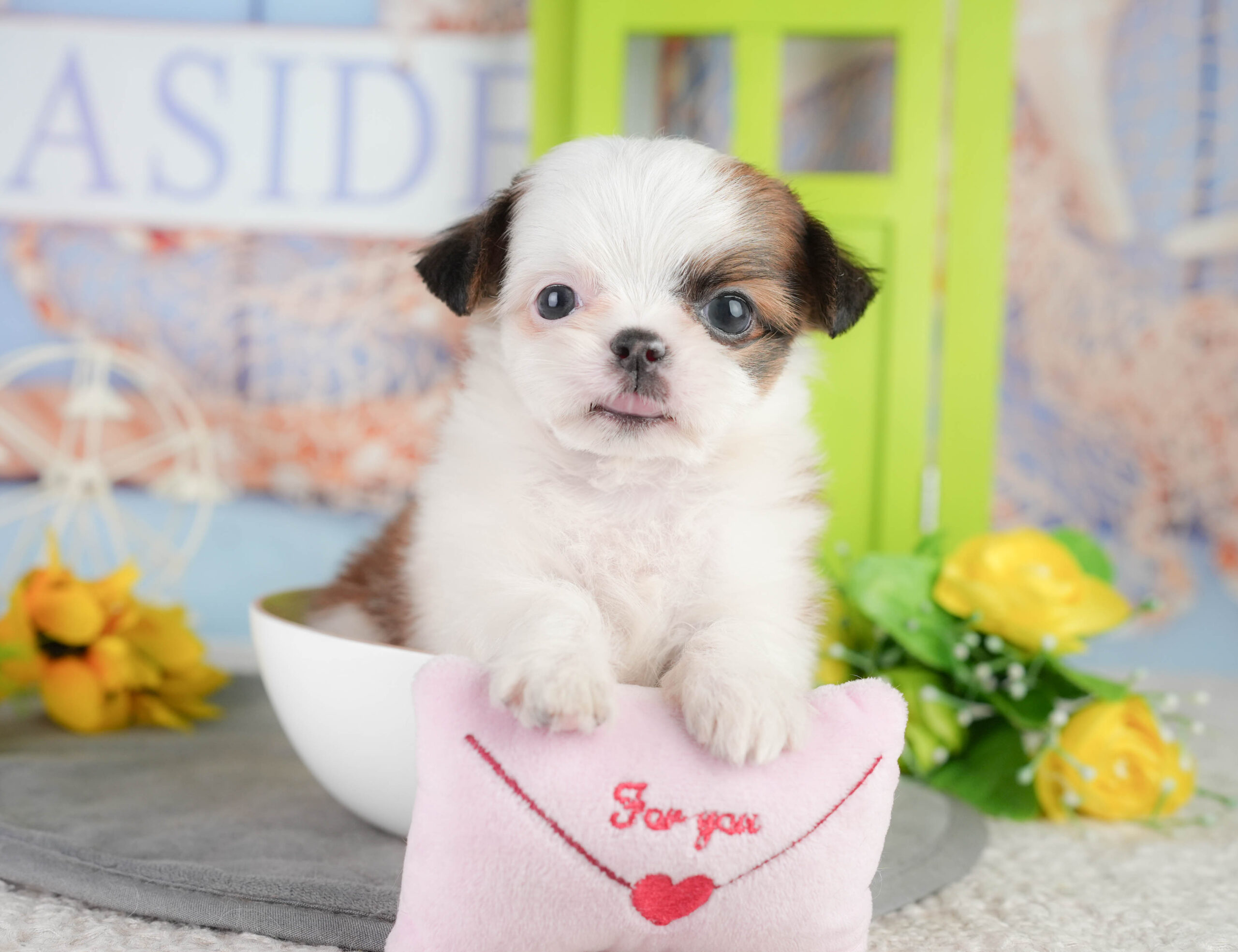 チーズー | 男の子 | ゴールド&ホワイト | 2026年1月11日