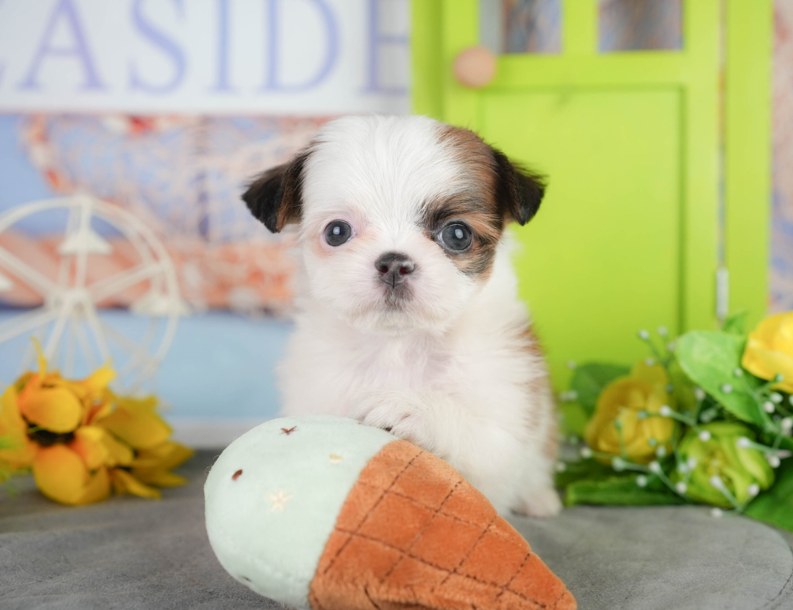 チーズー | 男の子 | ゴールド&ホワイト | 2026年1月11日