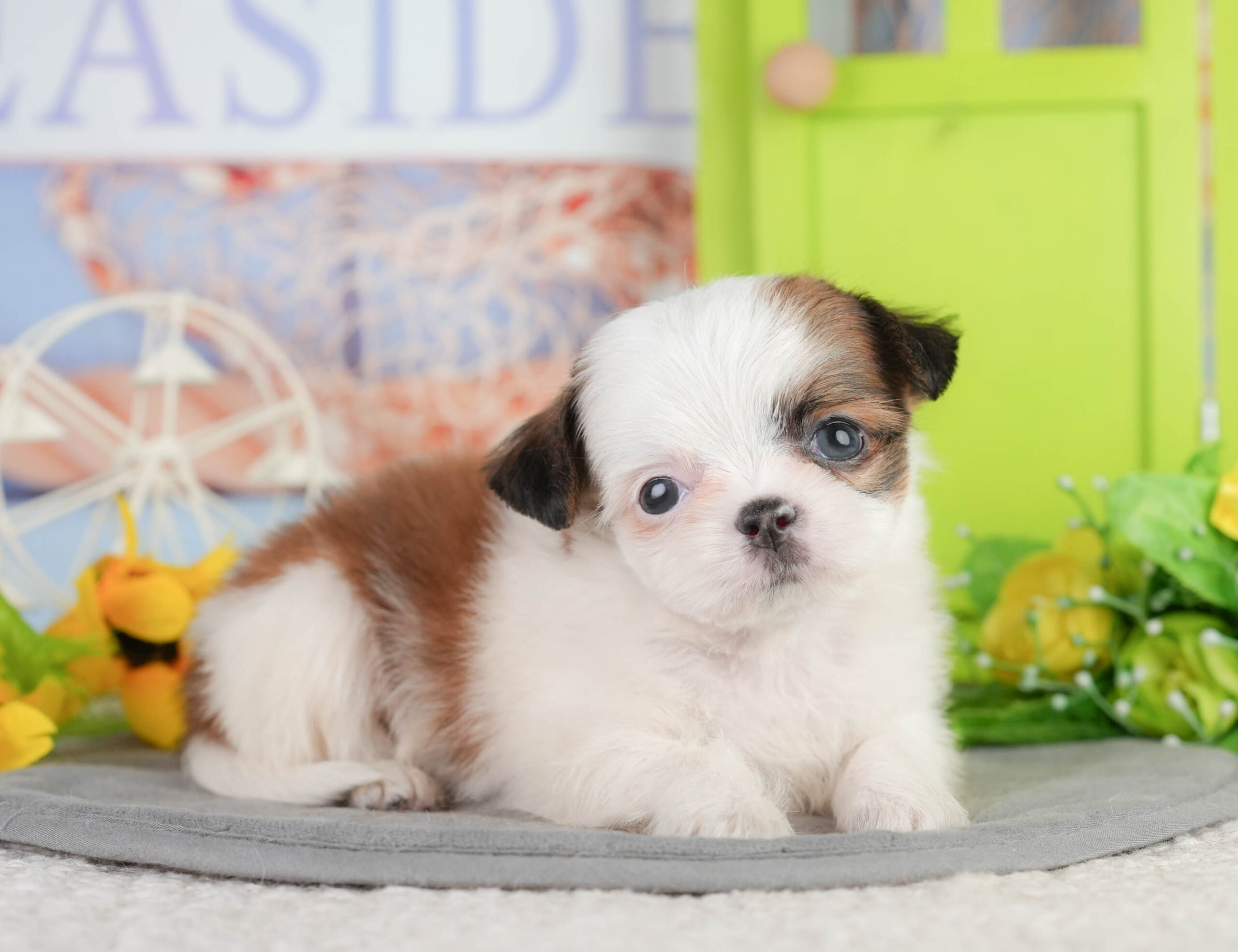 チーズー | 男の子 | ゴールド&ホワイト | 2026年1月11日