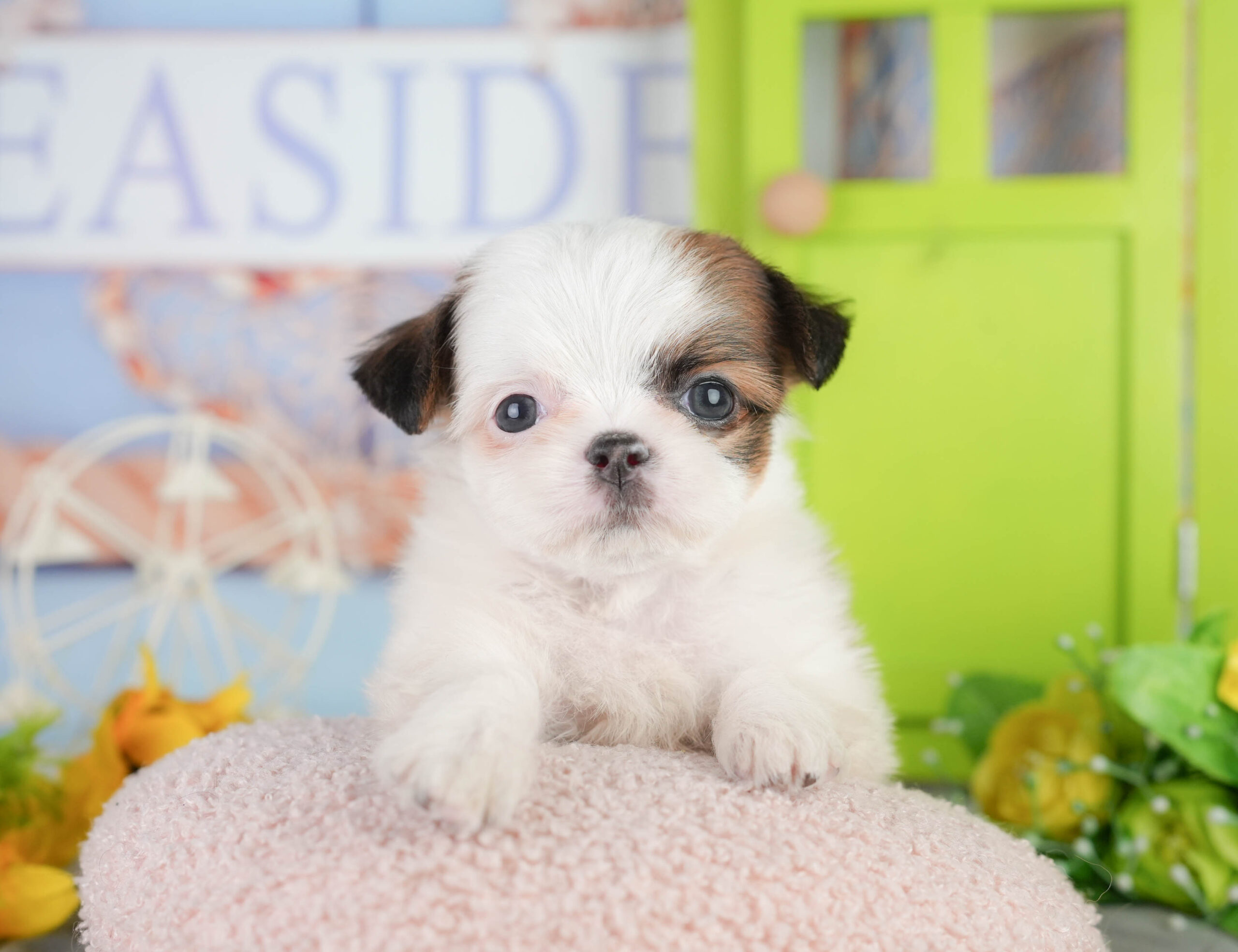 チーズー | 男の子 | ゴールド&ホワイト | 2026年1月11日