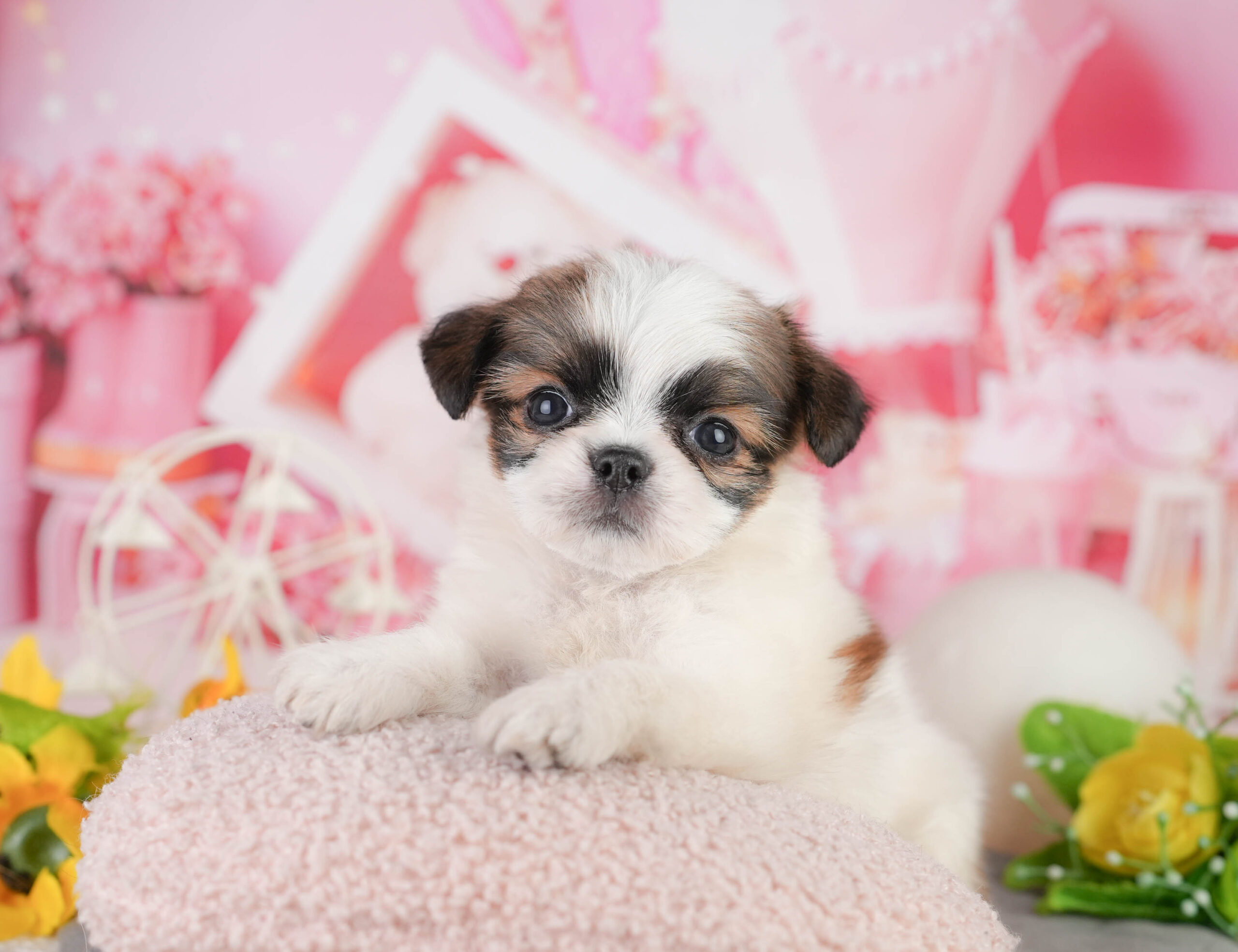 チーズー | 女の子 | ゴールド&ホワイト | 2026年1月11日