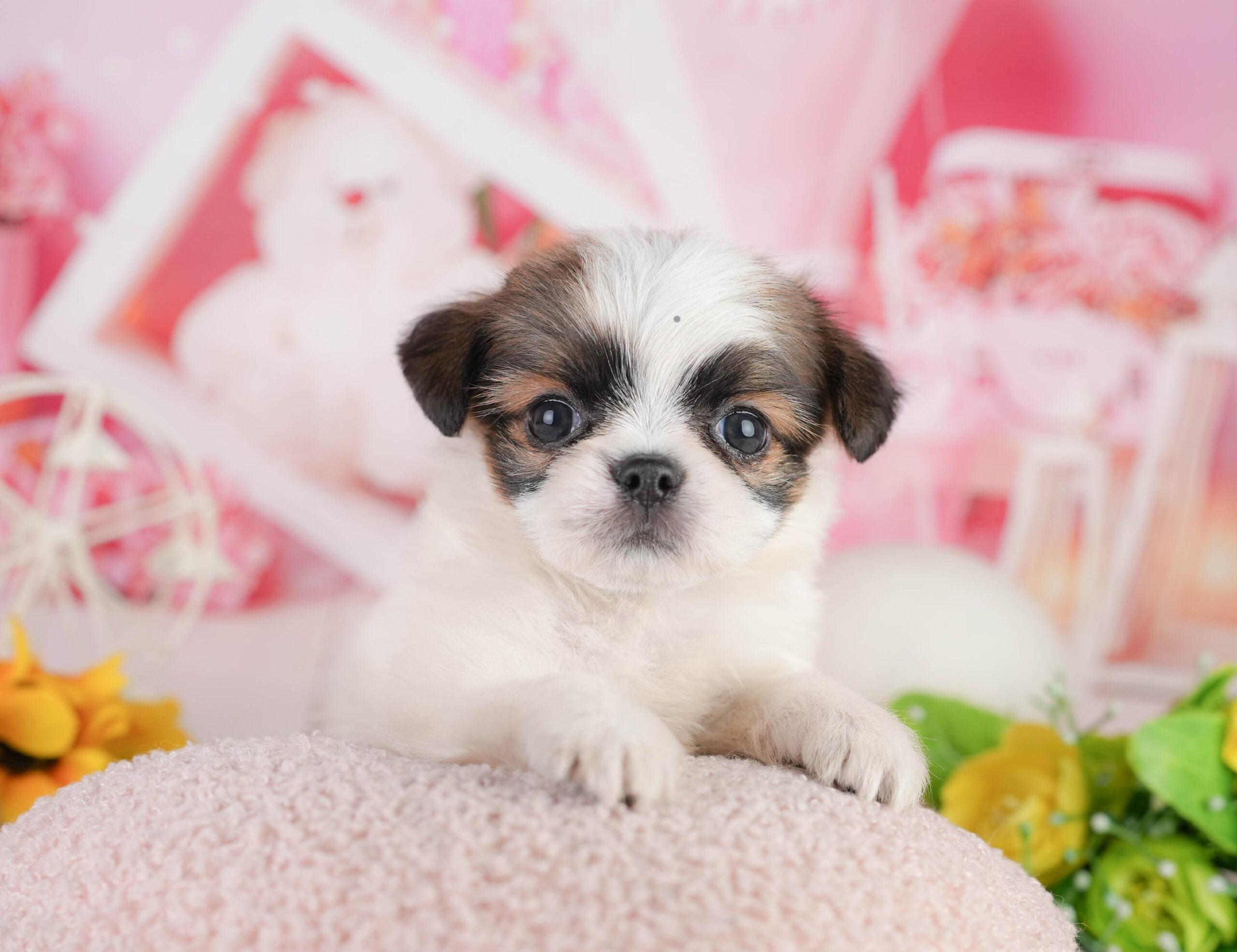 チーズー | 女の子 | ゴールド&ホワイト | 2026年1月11日