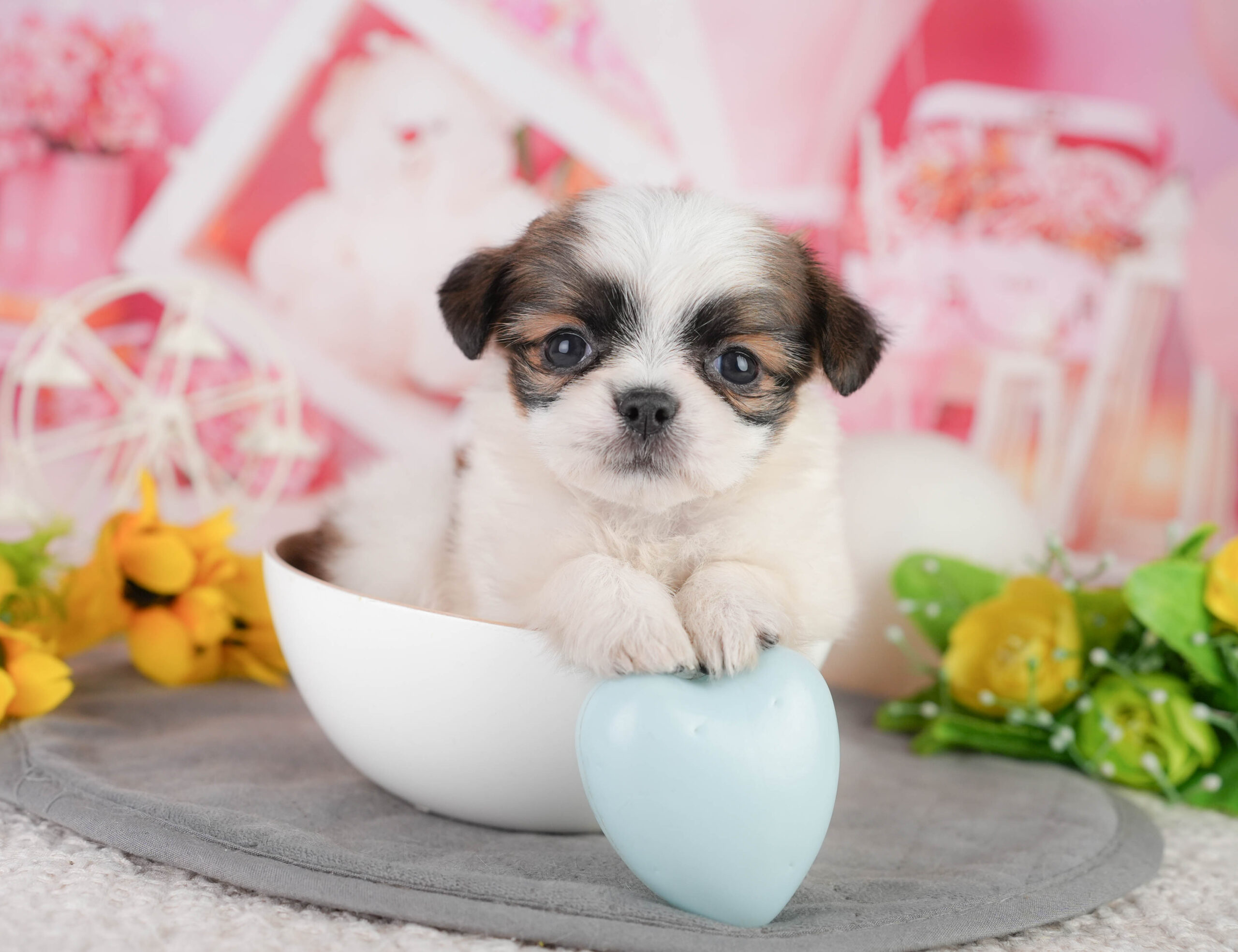 チーズー | 女の子 | ゴールド&ホワイト | 2026年1月11日