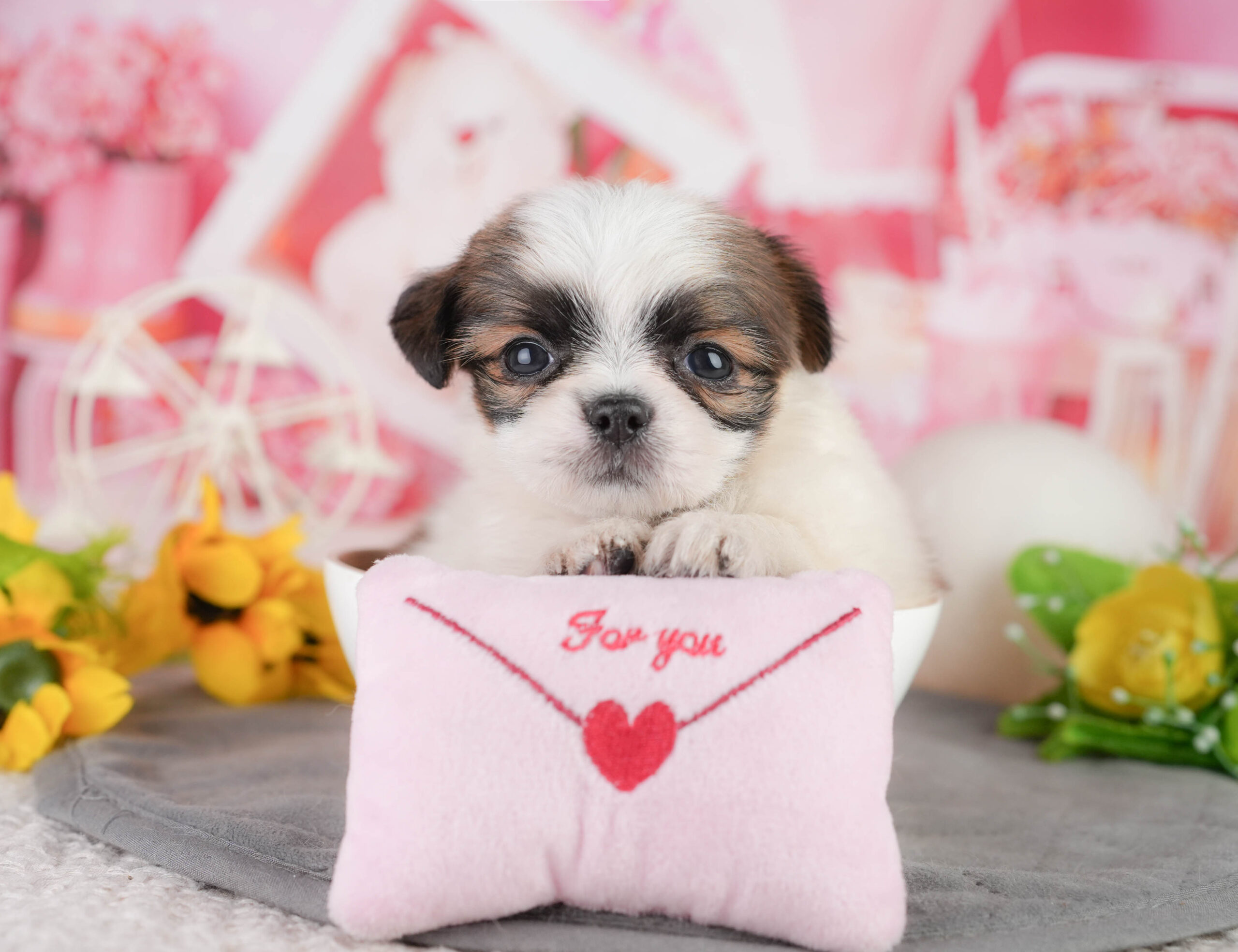 チーズー | 女の子 | ゴールド&ホワイト | 2026年1月11日