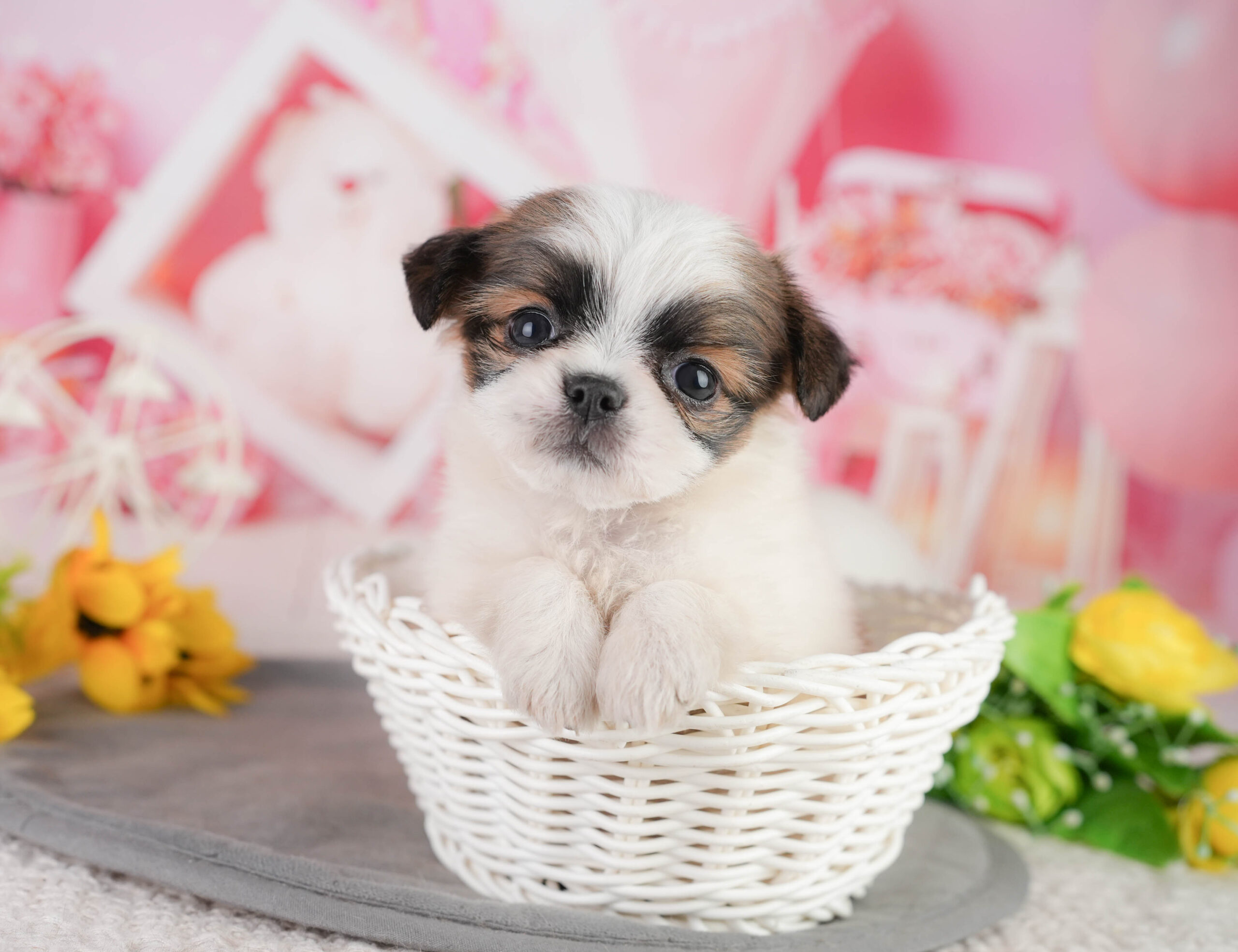 チーズー | 女の子 | ゴールド&ホワイト | 2026年1月11日