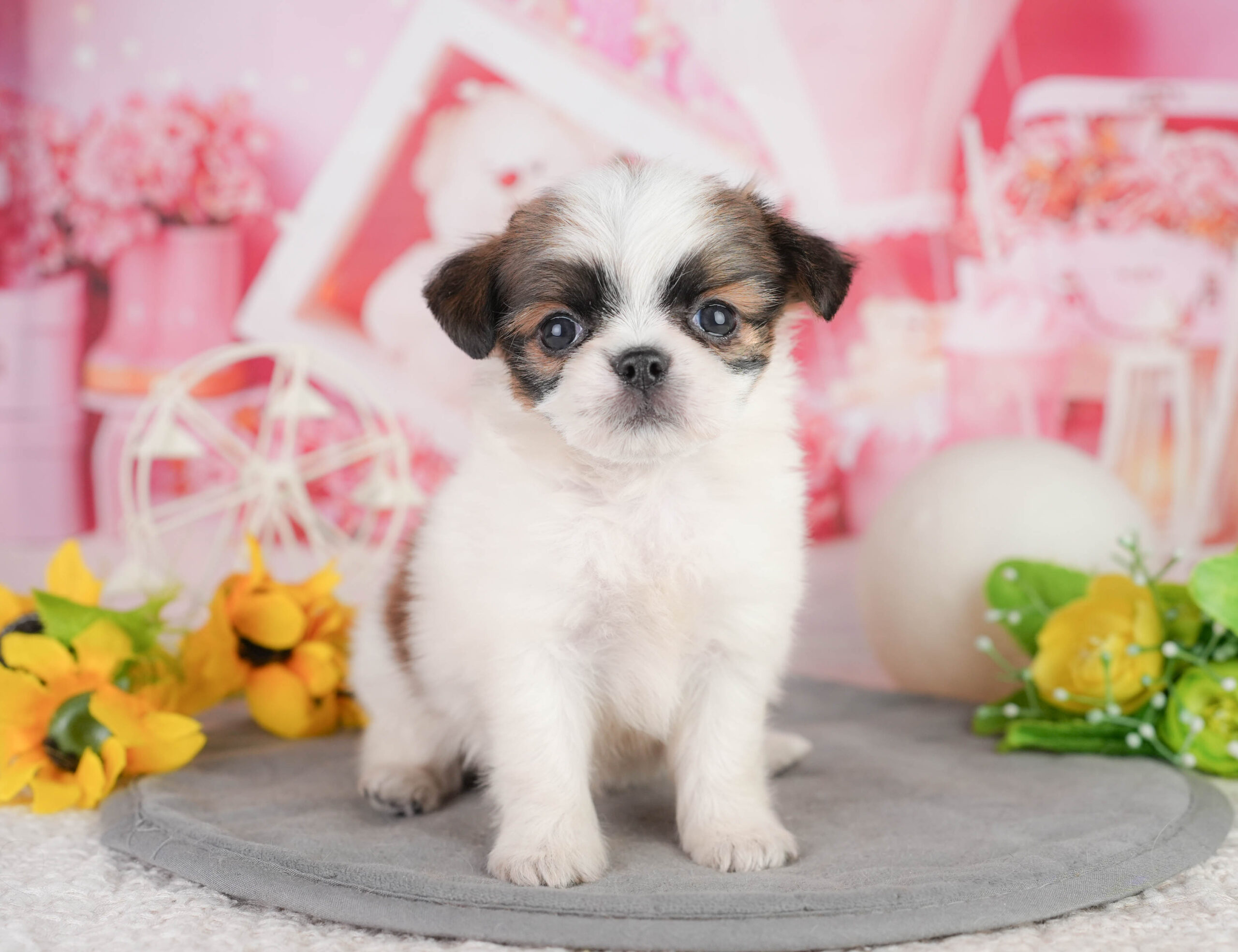 チーズー | 女の子 | ゴールド&ホワイト | 2026年1月11日