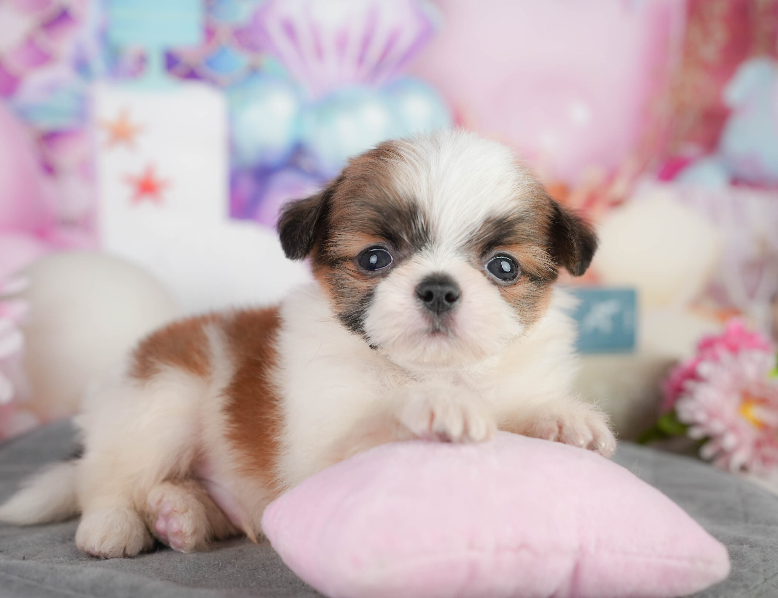 チーズー | 男の子 | ゴールド＆ホワイト | 2026年1月11日