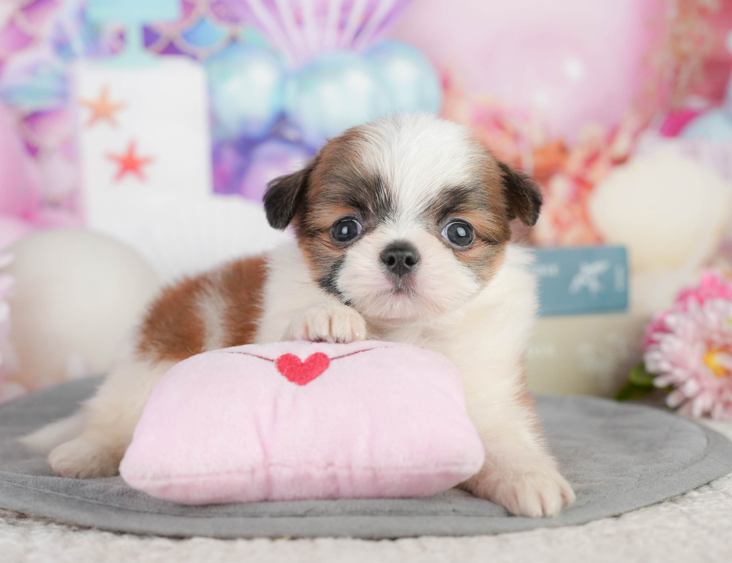 チーズー | 男の子 | ゴールド＆ホワイト | 2026年1月11日