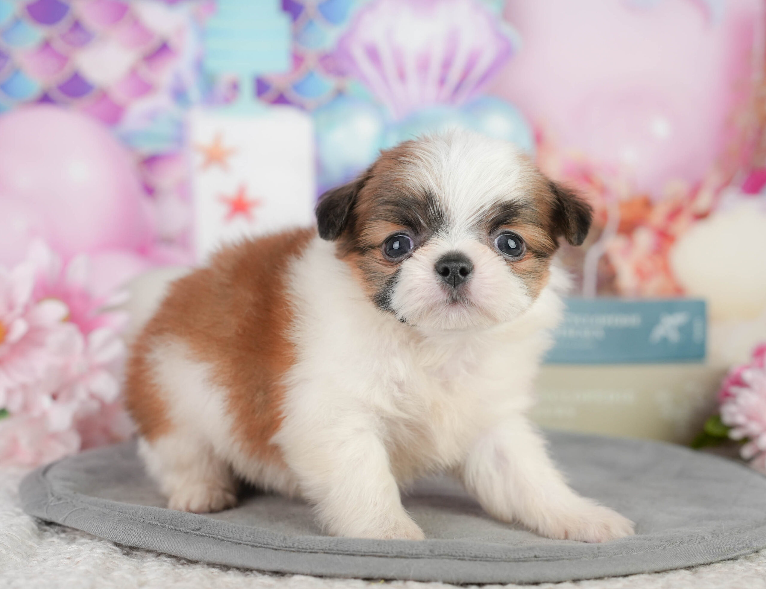 チーズー | 男の子 | ゴールド＆ホワイト | 2026年1月11日