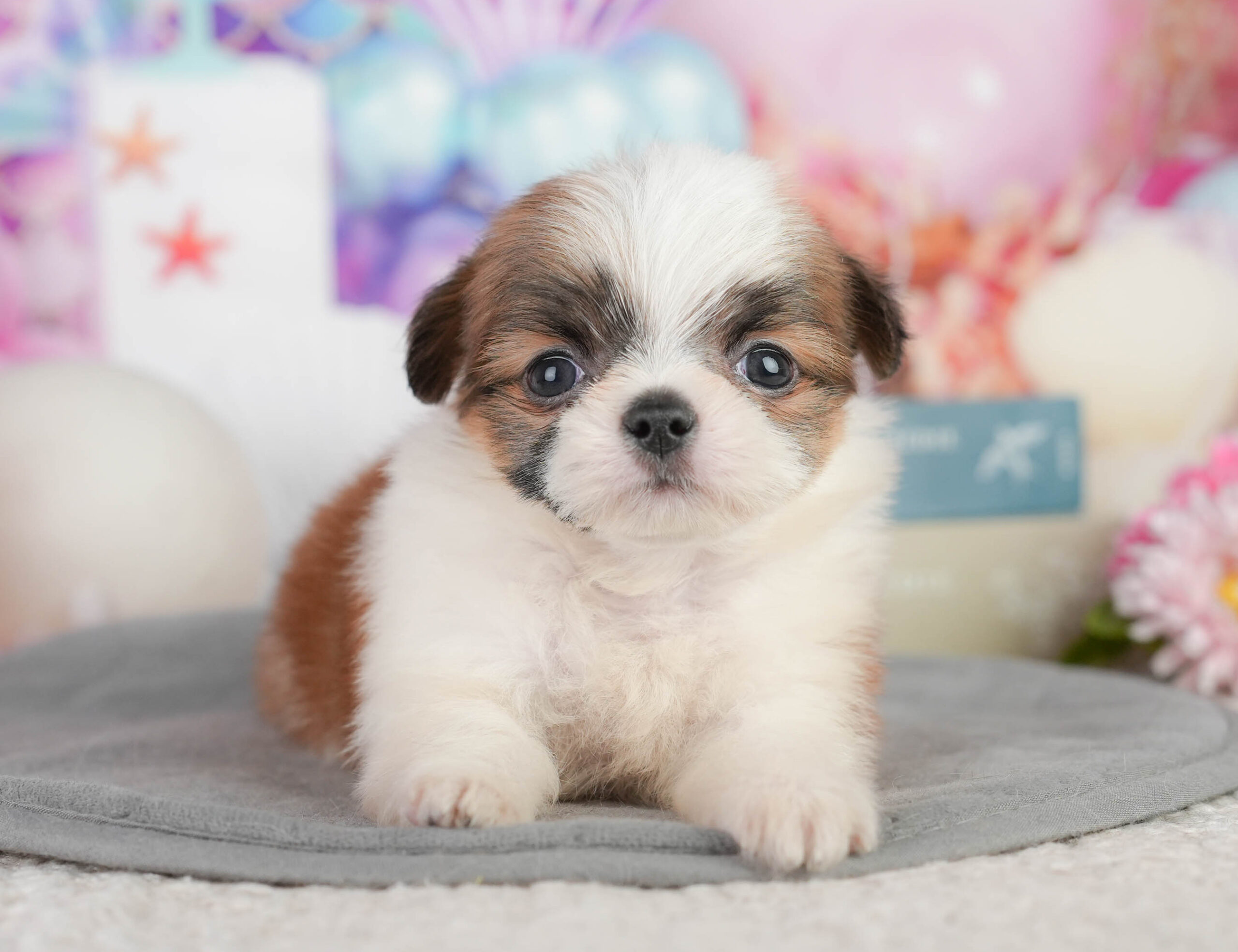 チーズー | 男の子 | ゴールド＆ホワイト | 2026年1月11日