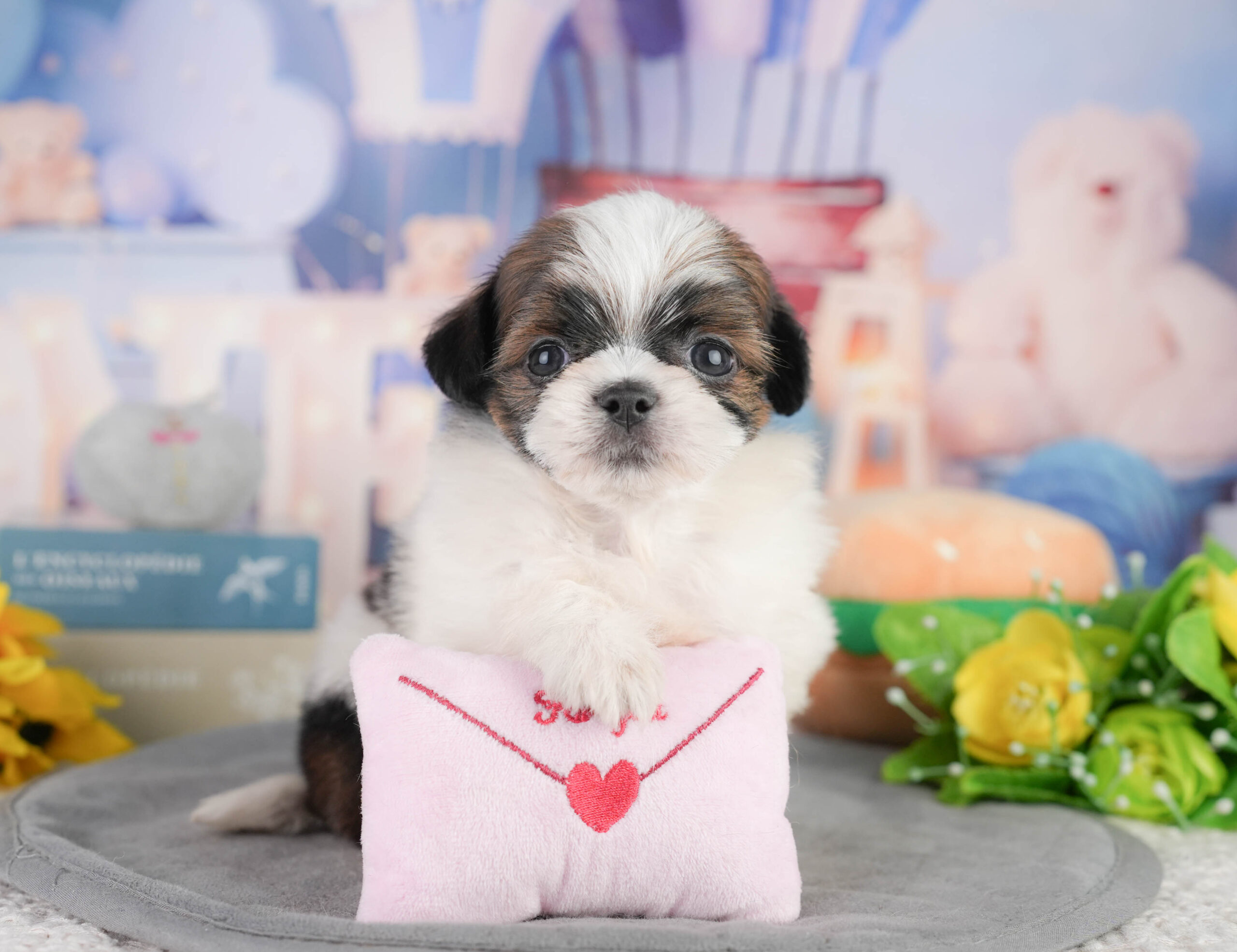 チーズー | 女の子 | ゴールド＆ホワイト | 2026年1月11日