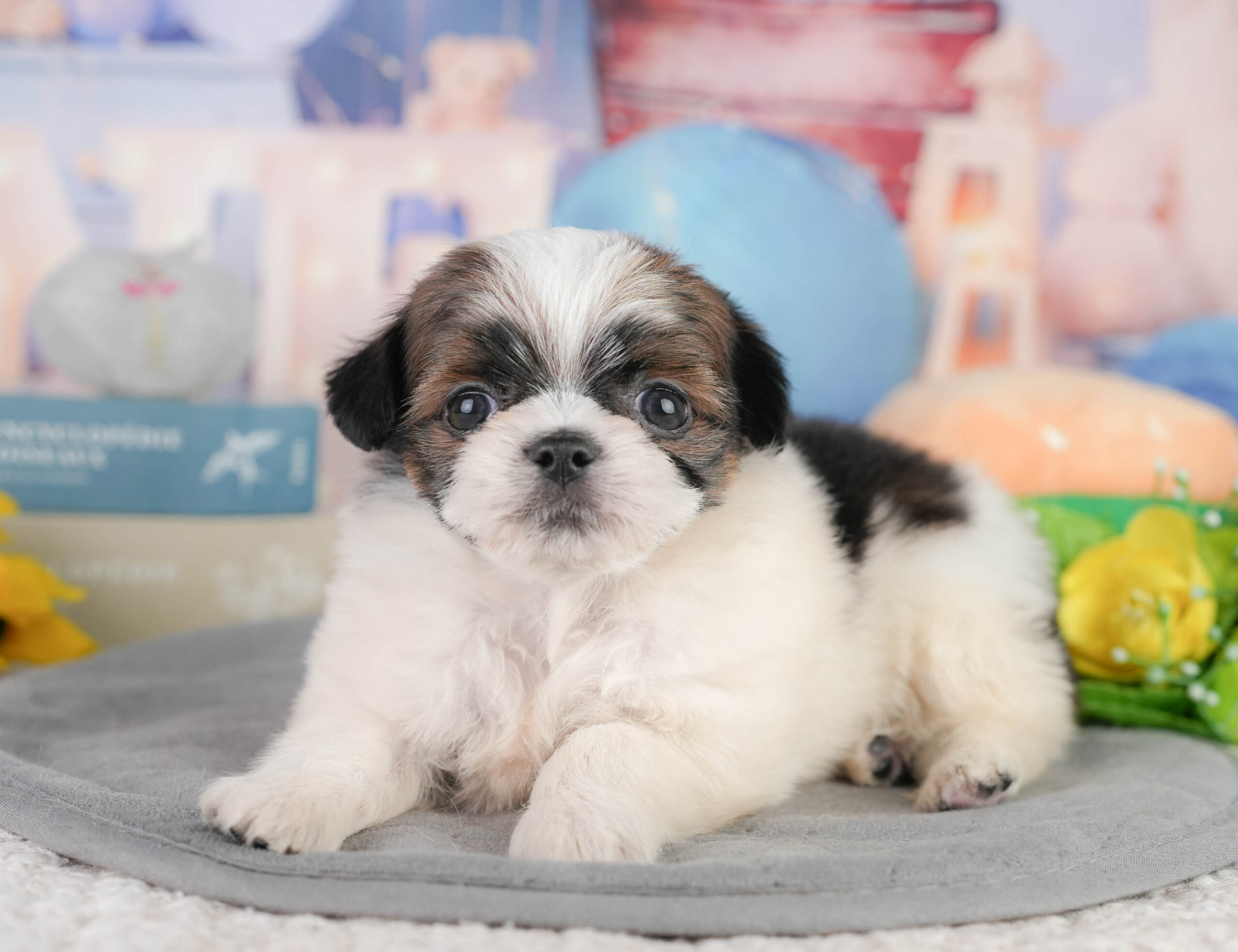 チーズー | 女の子 | ゴールド＆ホワイト | 2026年1月11日