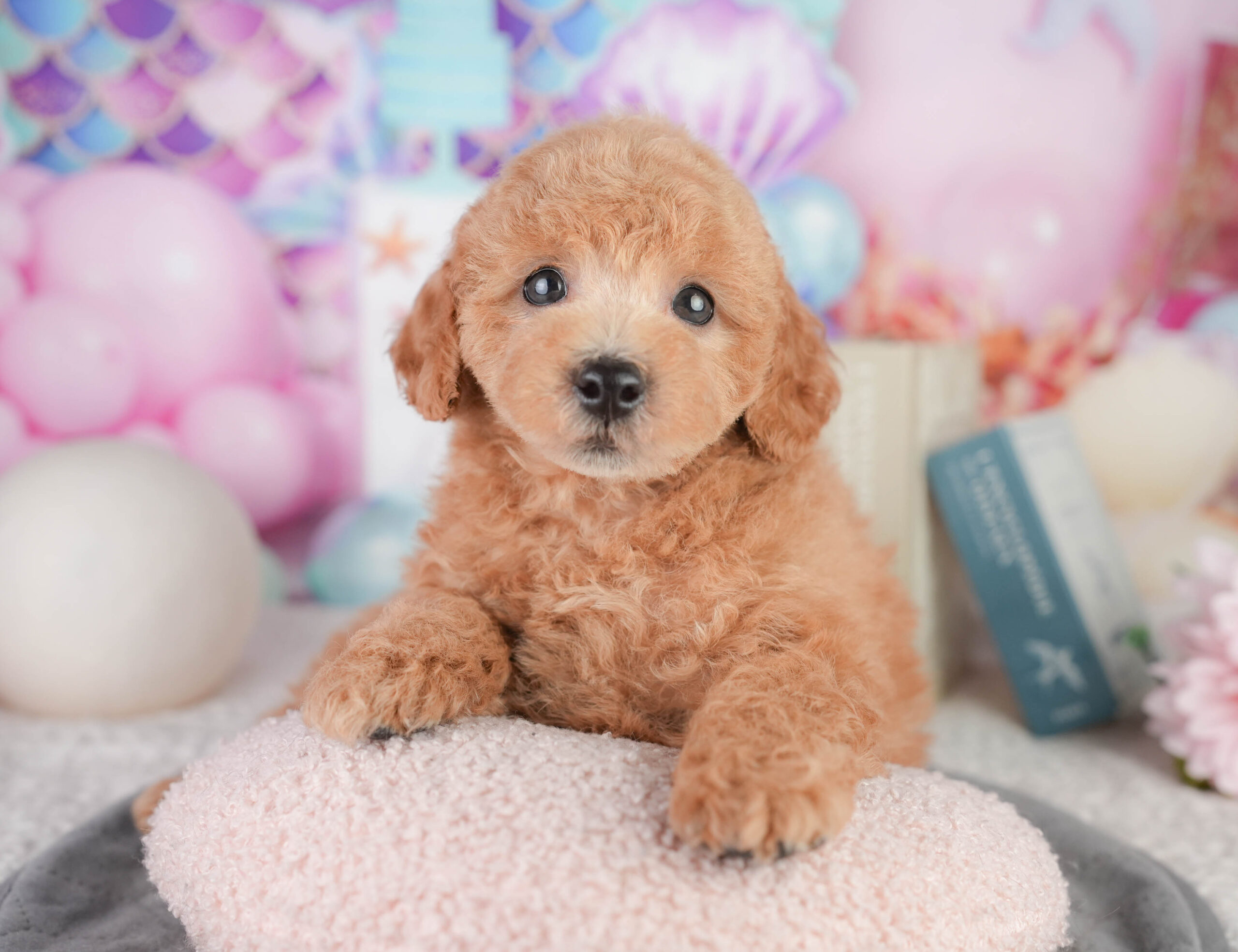 トイ・プードル | 男の子 | レッド | 2026年1月11日