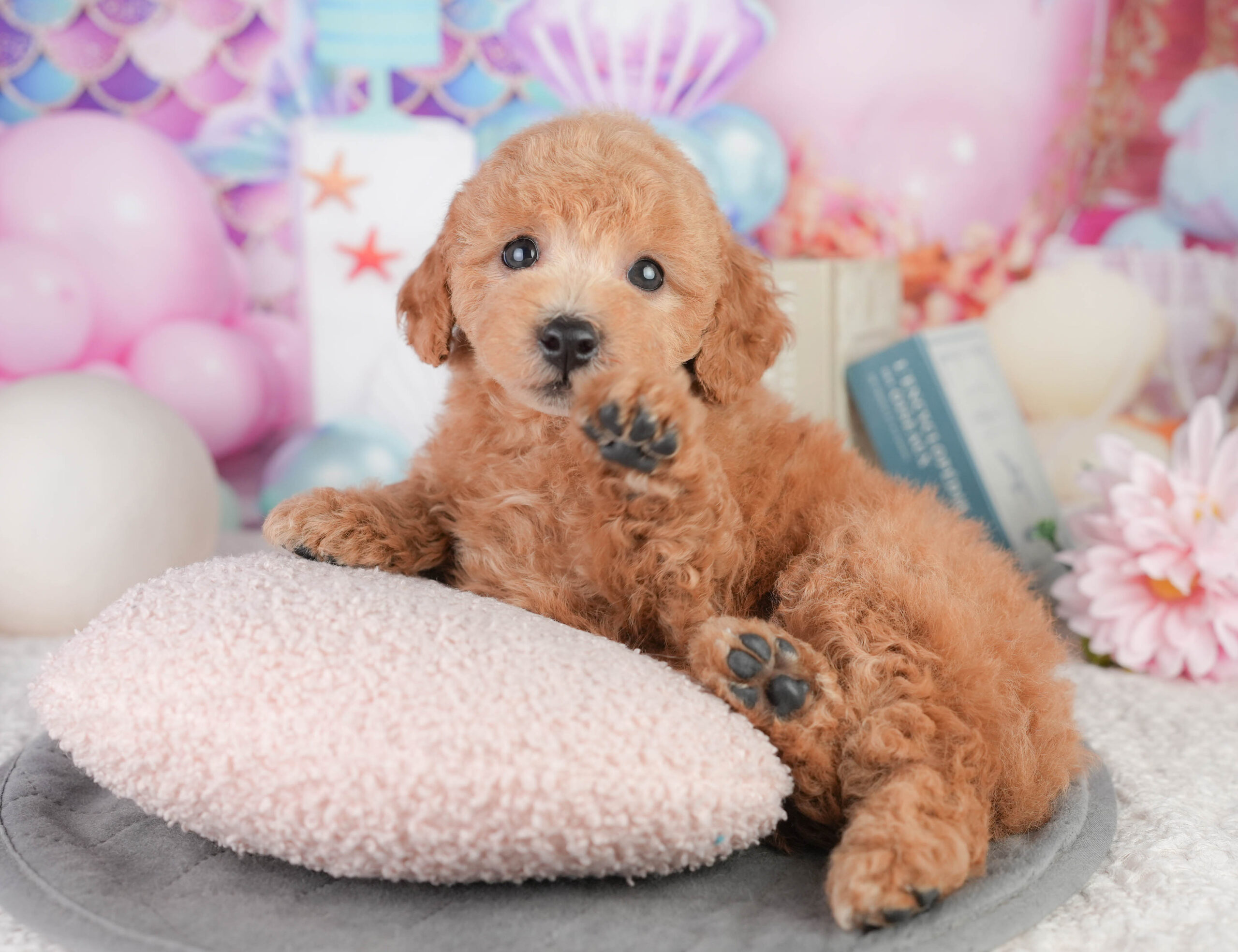 トイ・プードル | 男の子 | レッド | 2026年1月11日